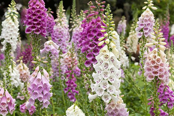 foxglove plant