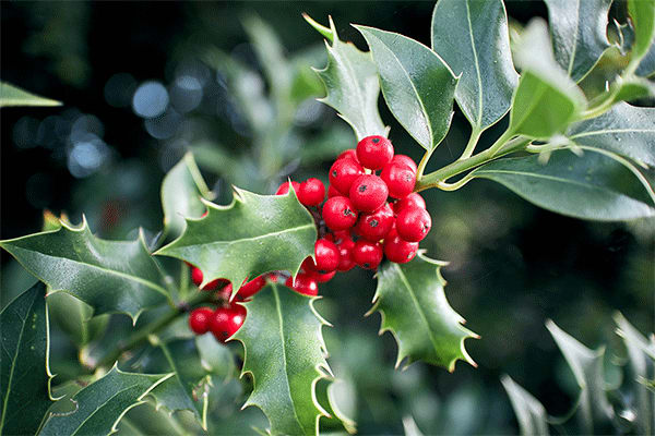 holly plant