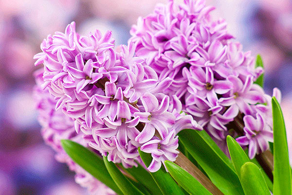 hyacinth flower