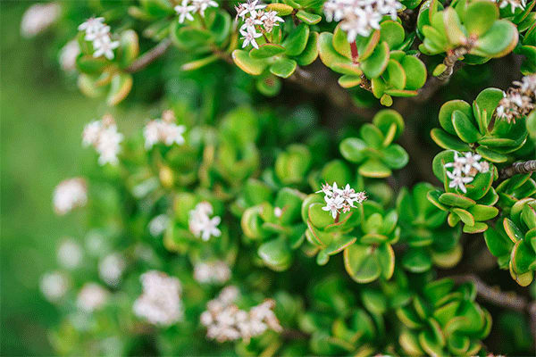 jade plant