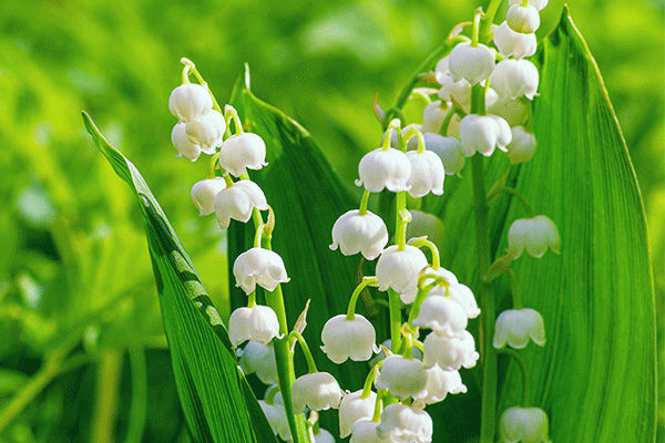 lily of the valley plant