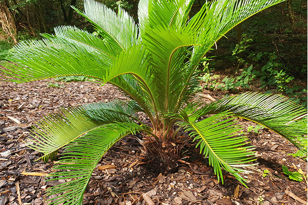 sago palm tree