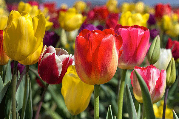 Are fashion tulip stems poisonous to dogs