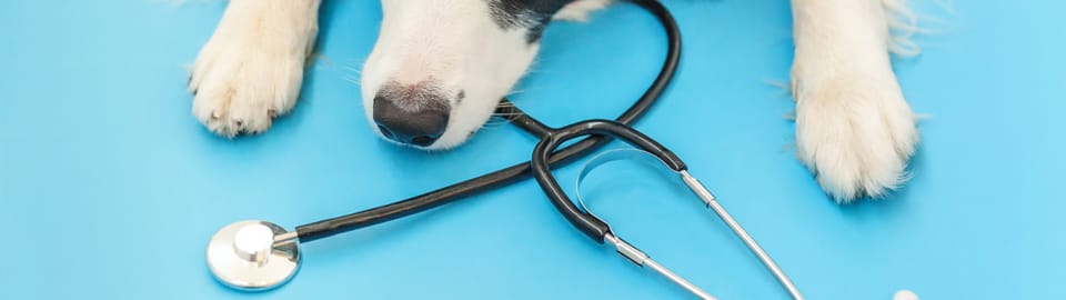 Short Spine Syndrome in Dogs