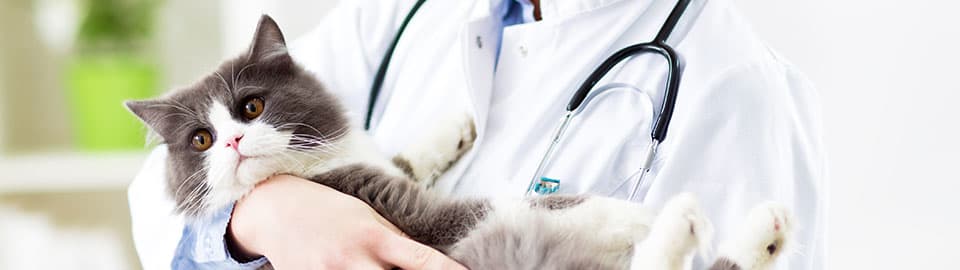 Methionine for Dogs & Cats: Stop Urinary Crystals & Stones