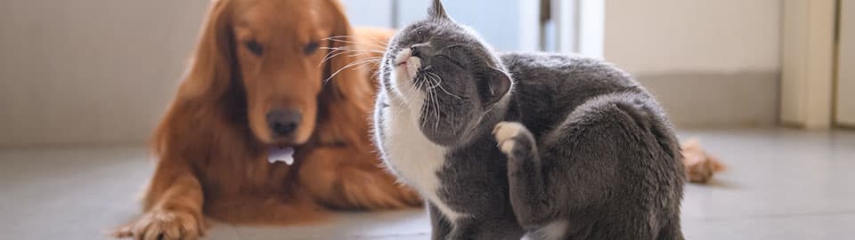 dog and cat together while cat is scratching themself