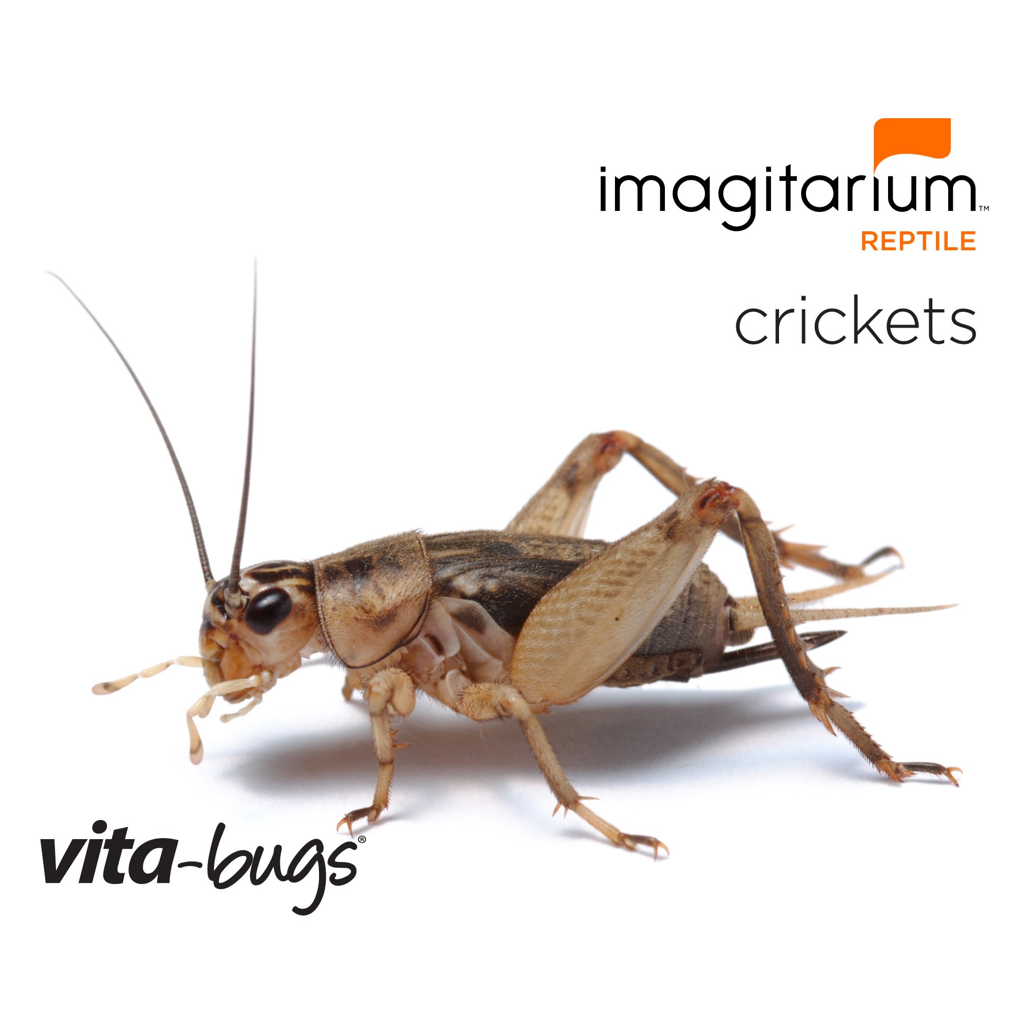 VitaBugs Crickets For Sale Prewing 250 Count Petco