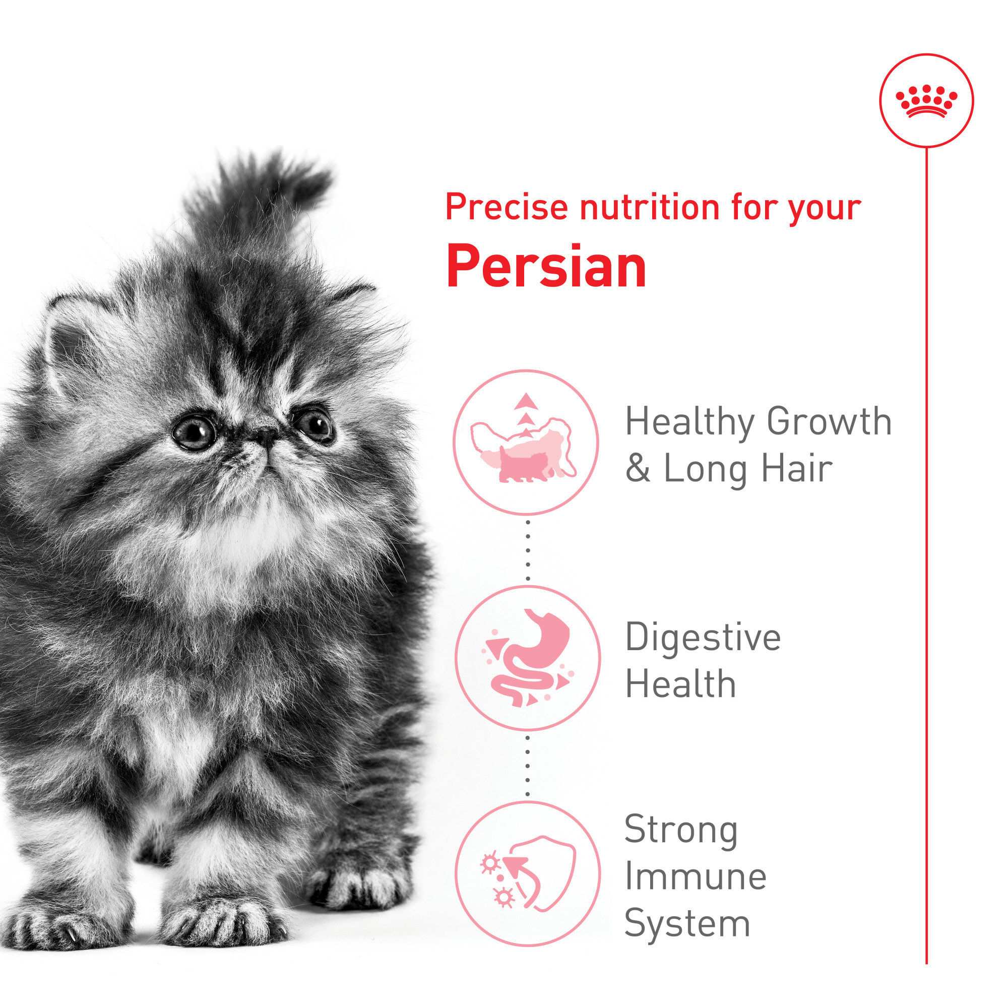 Royal Canin Feline Breed Nutrition Persian Kitten Dry Cat Food,