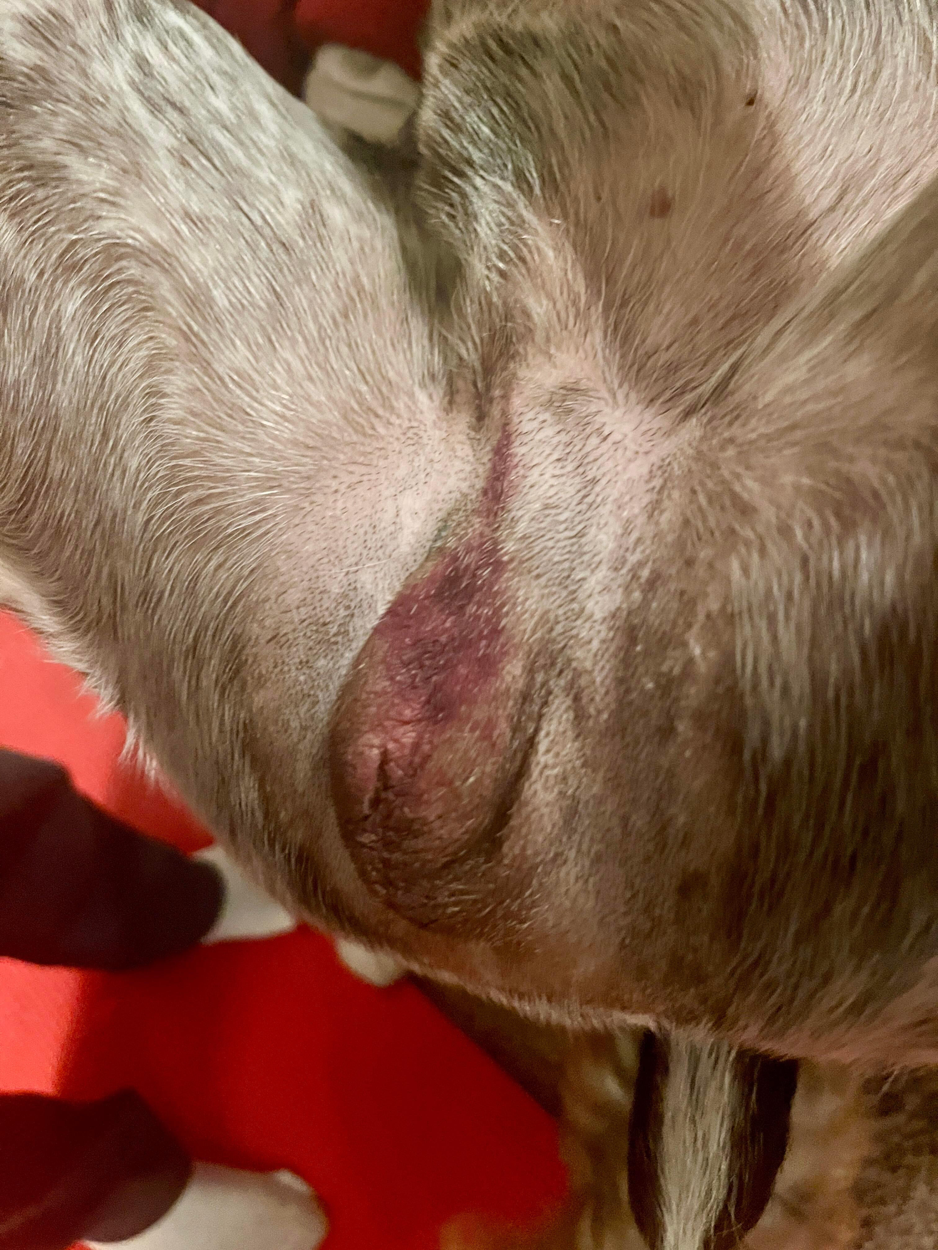 Why is my dog whining after neuter? Cone or incision site? | Petco