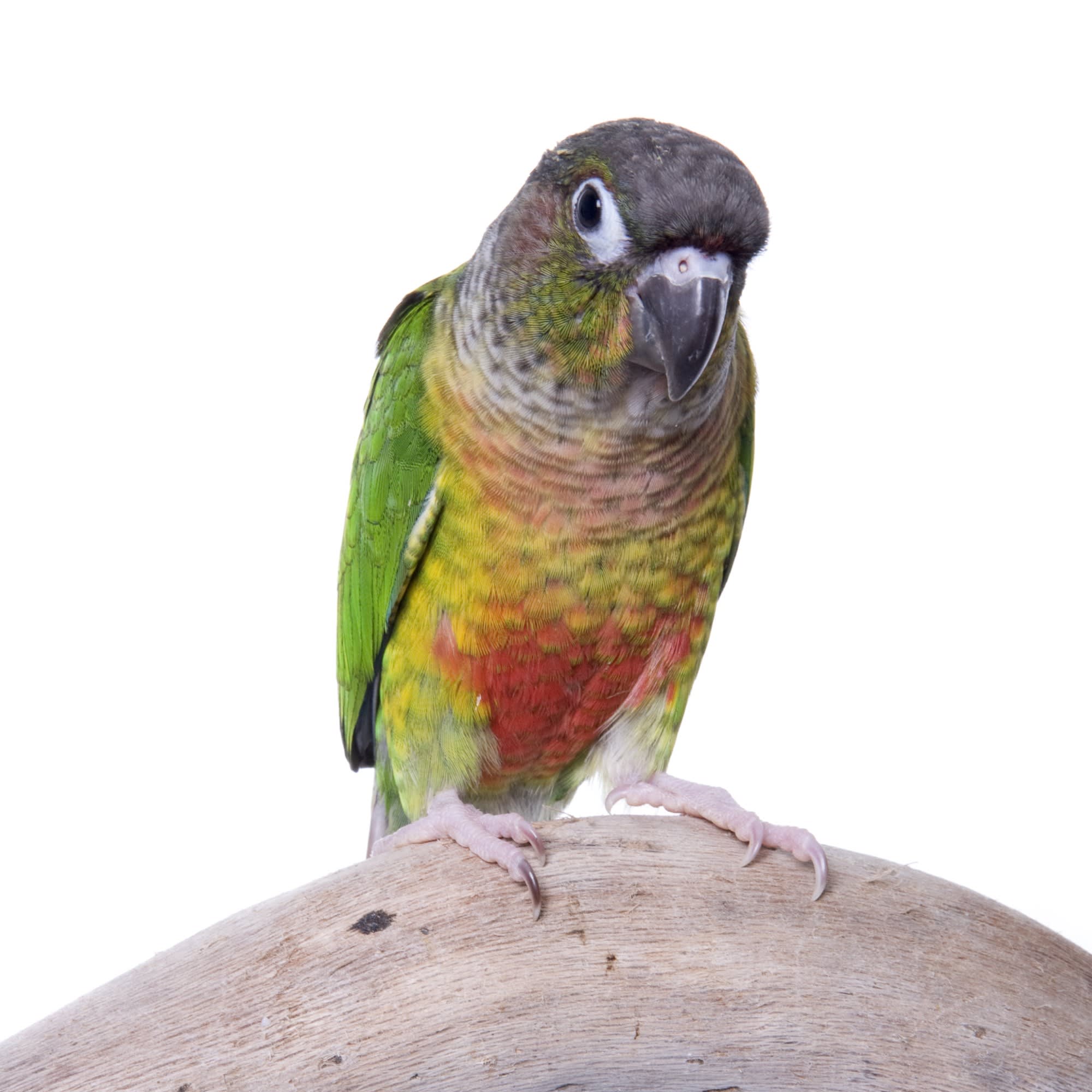 Jenday conure hot sale price at petco