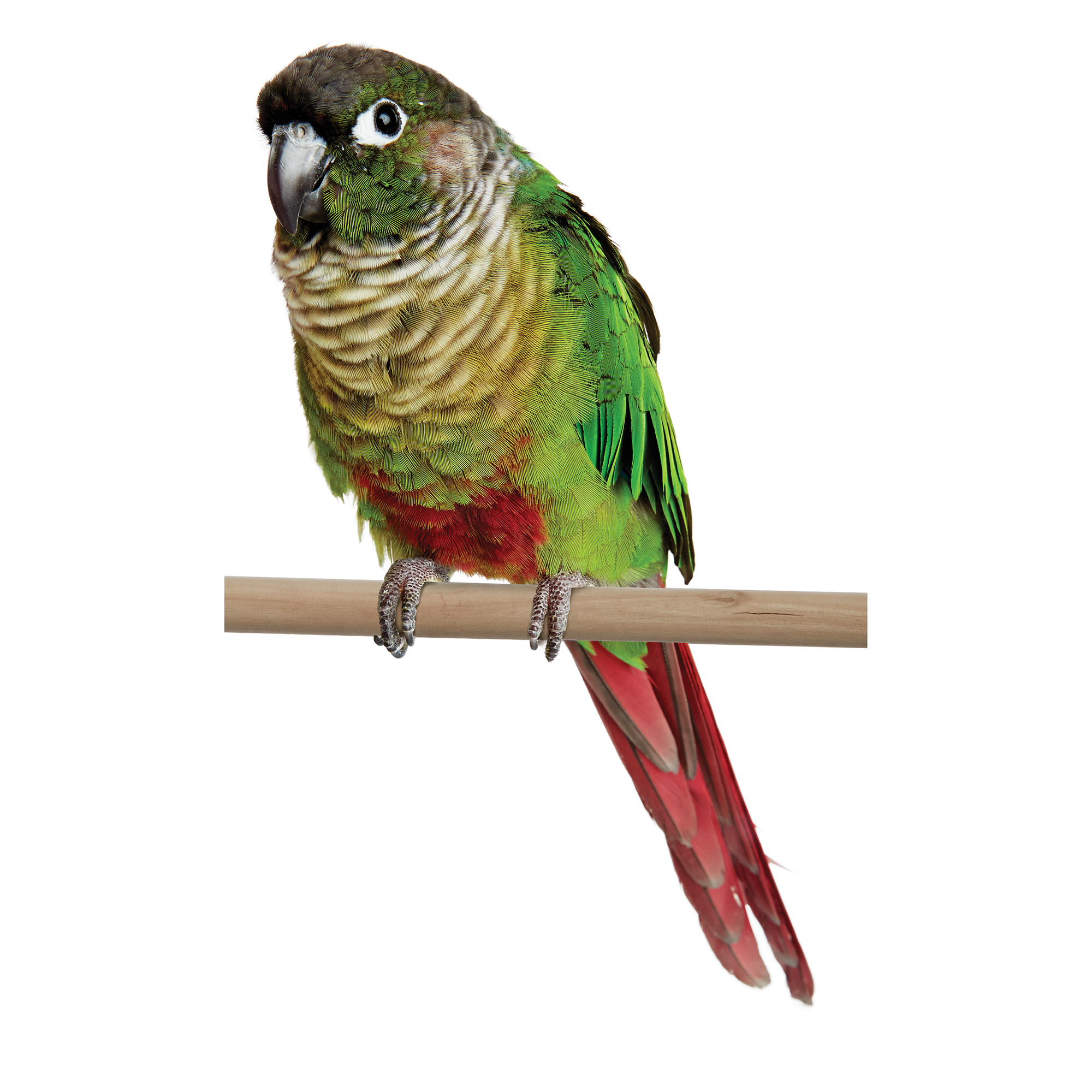 Conures for Sale | Green Cheek Conure 