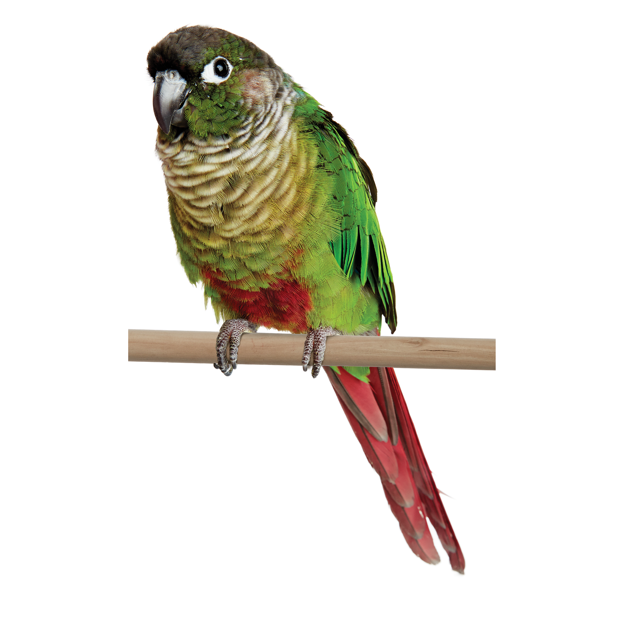 jenday conure price at petco