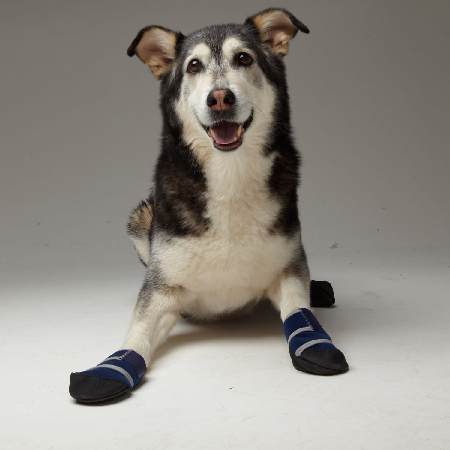 Wound boot best sale for dogs