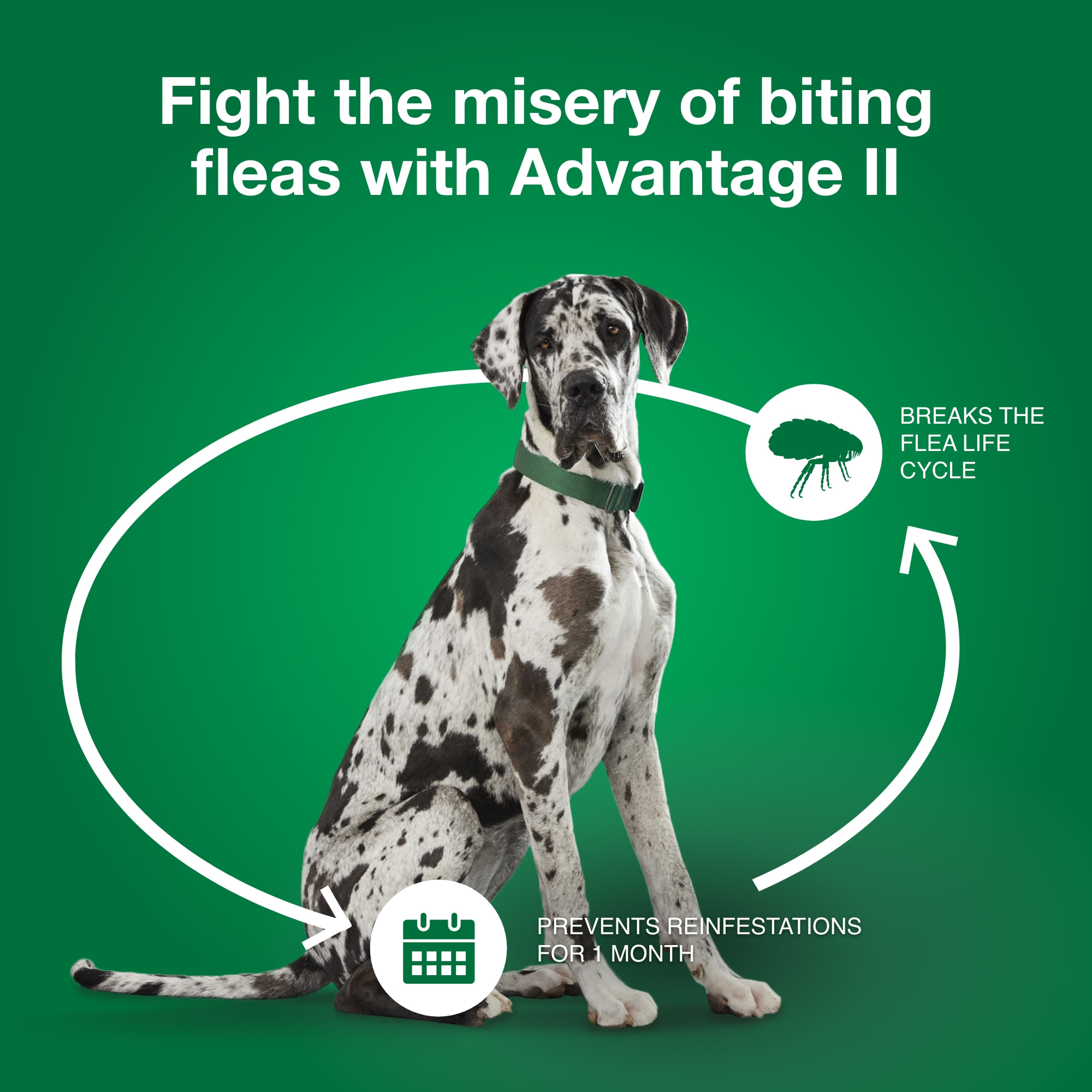 Advantage Vet Recommended Flea Treatment Prevention for X Large Dogs Count of 4