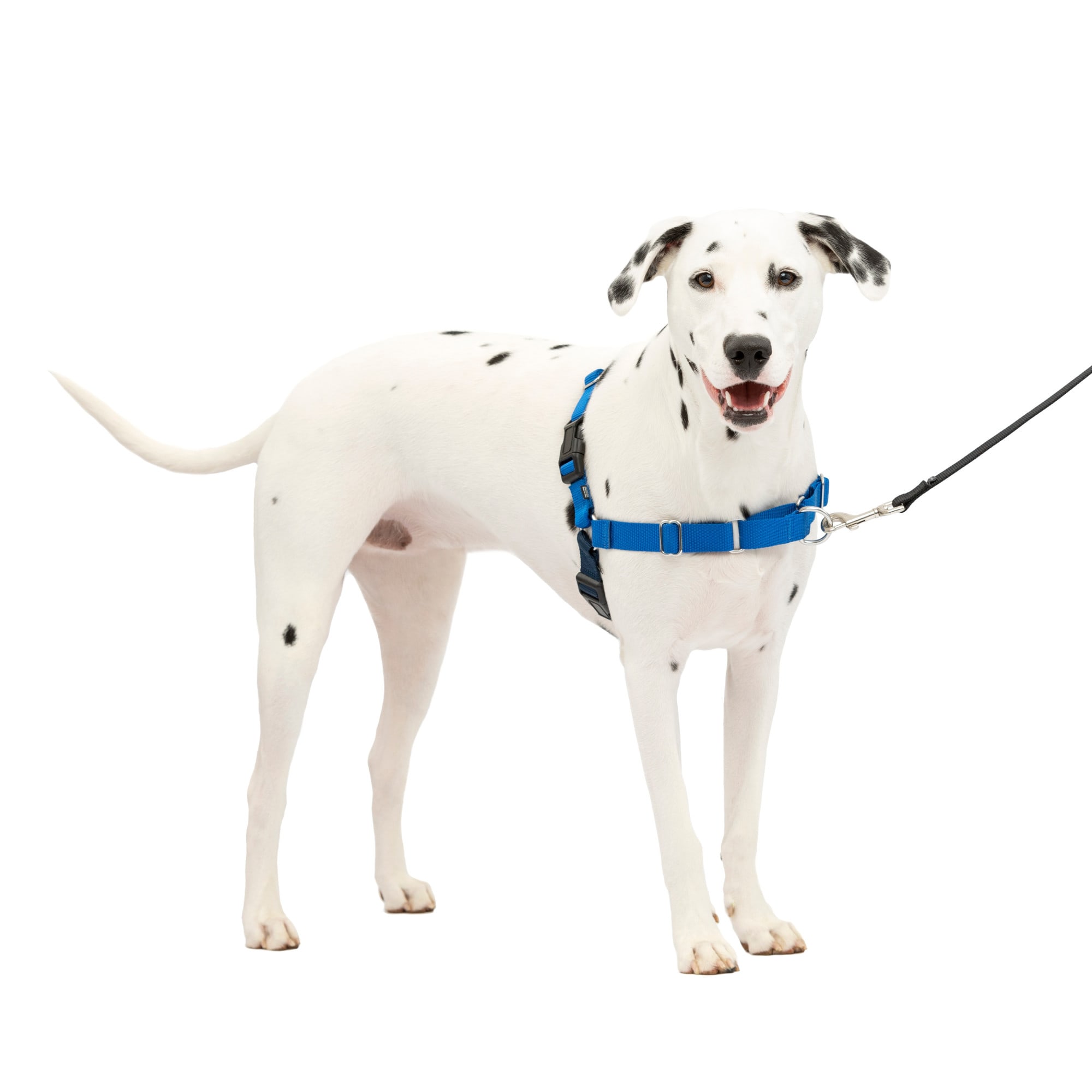 Sensible 2025 harness petsmart