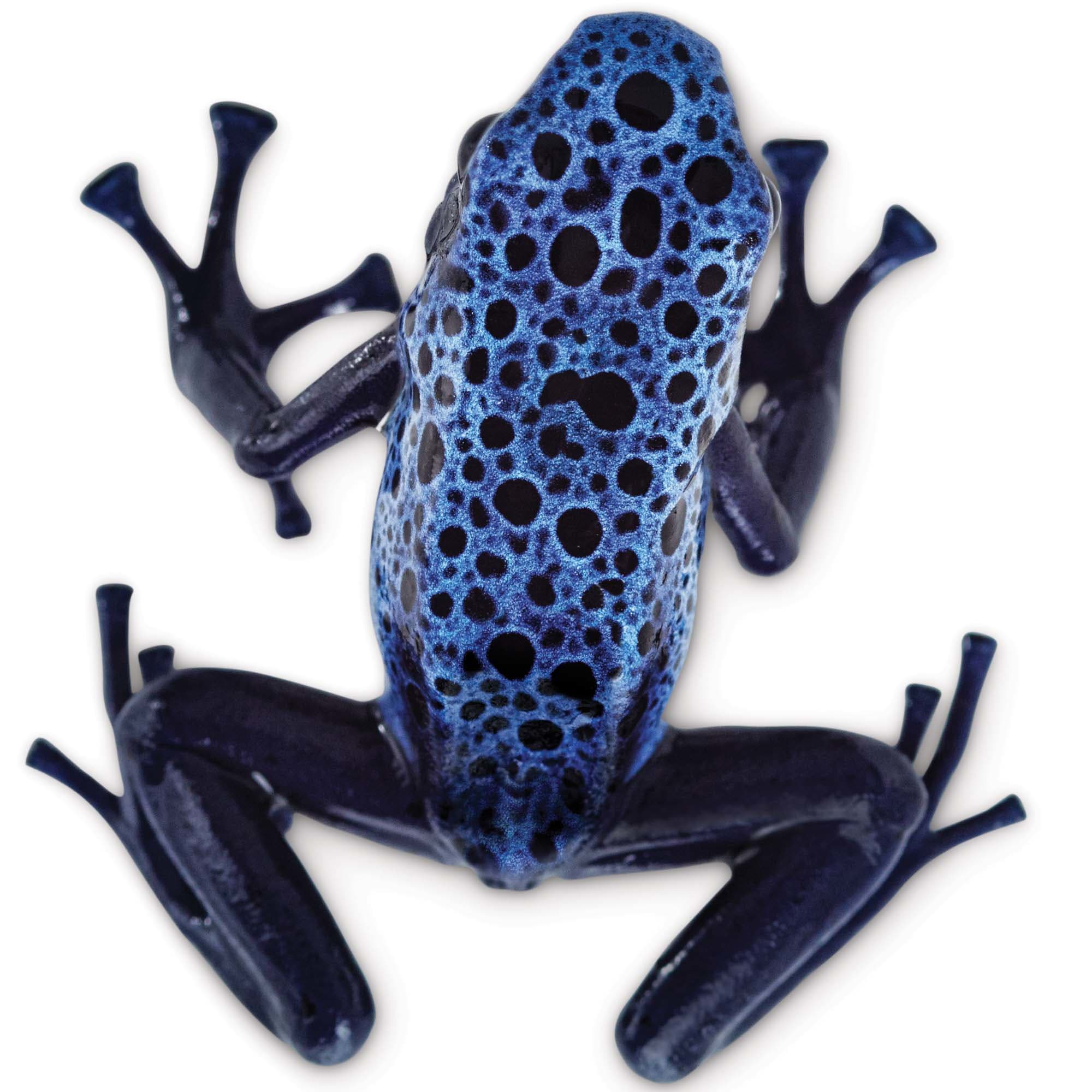 Poison Dart Frog