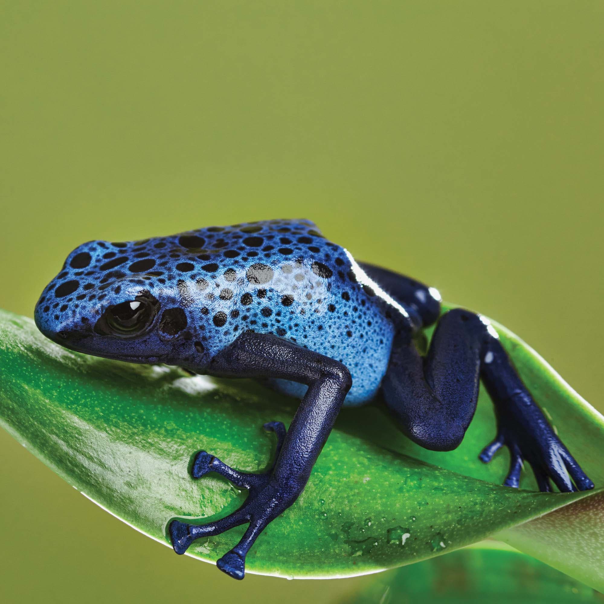 Poison dart frogs at Jersey Zoo