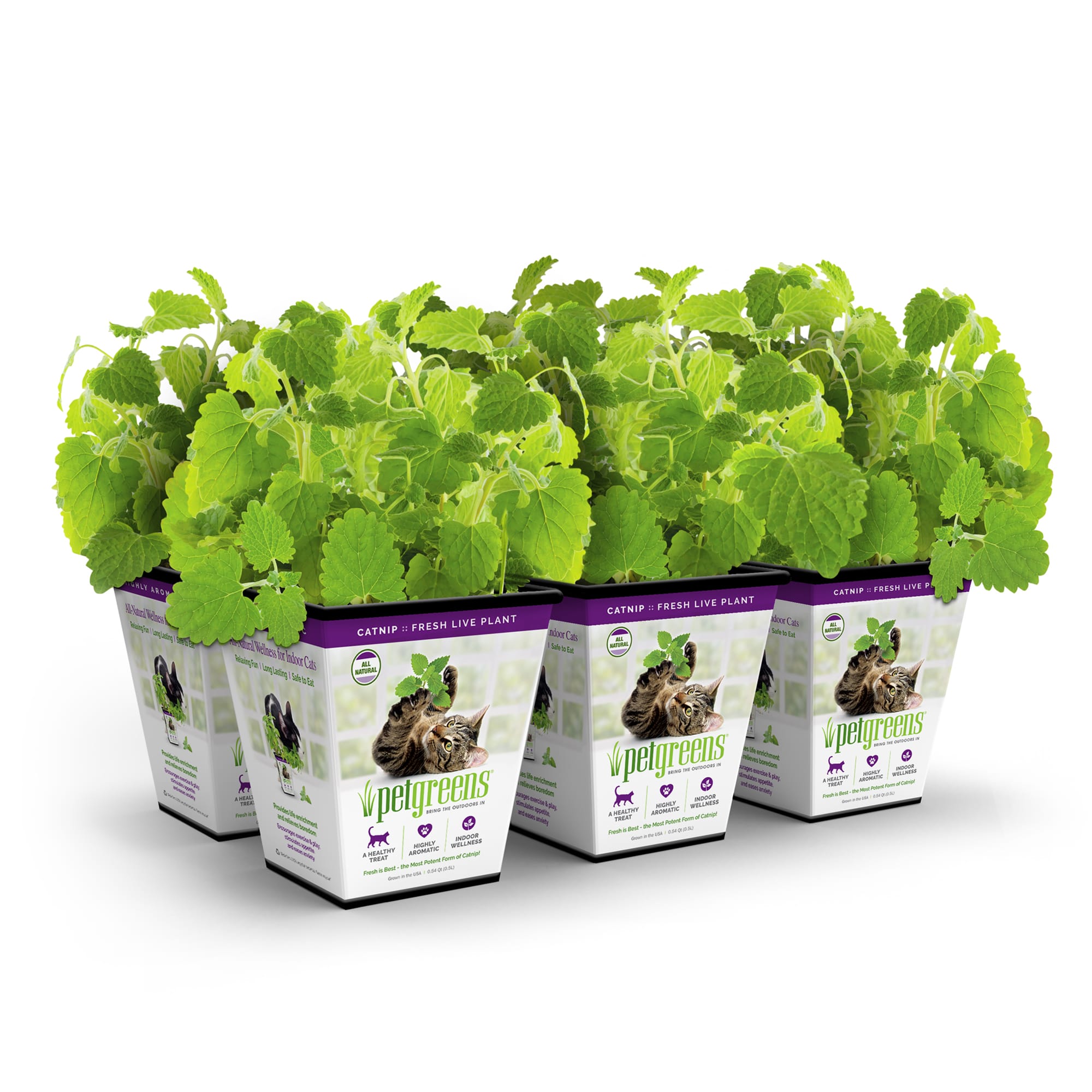 Pet on sale greens catnip