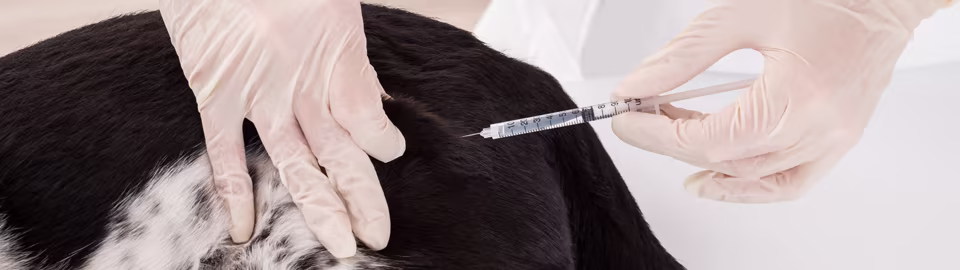 Kennel Cough: Symptoms, Prevention & Bordetella Vaccine Guide