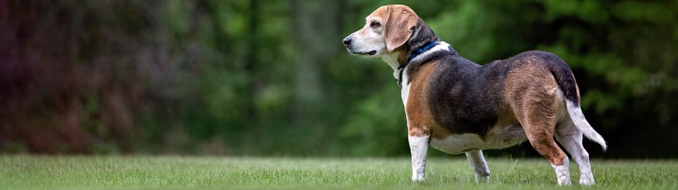 Dog standing in field