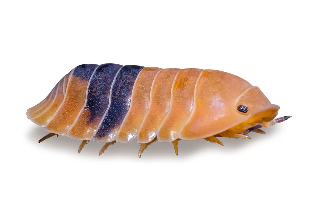 Isopod Care Sheet