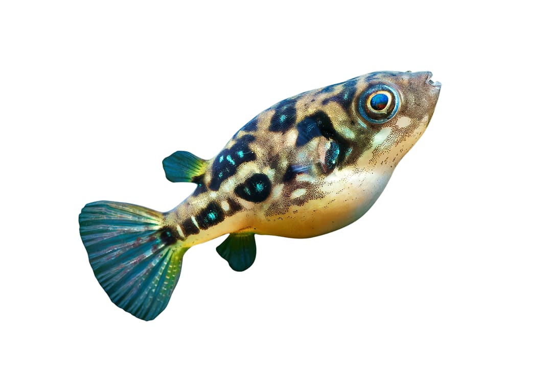 Freshwater puffer fish store for sale petco