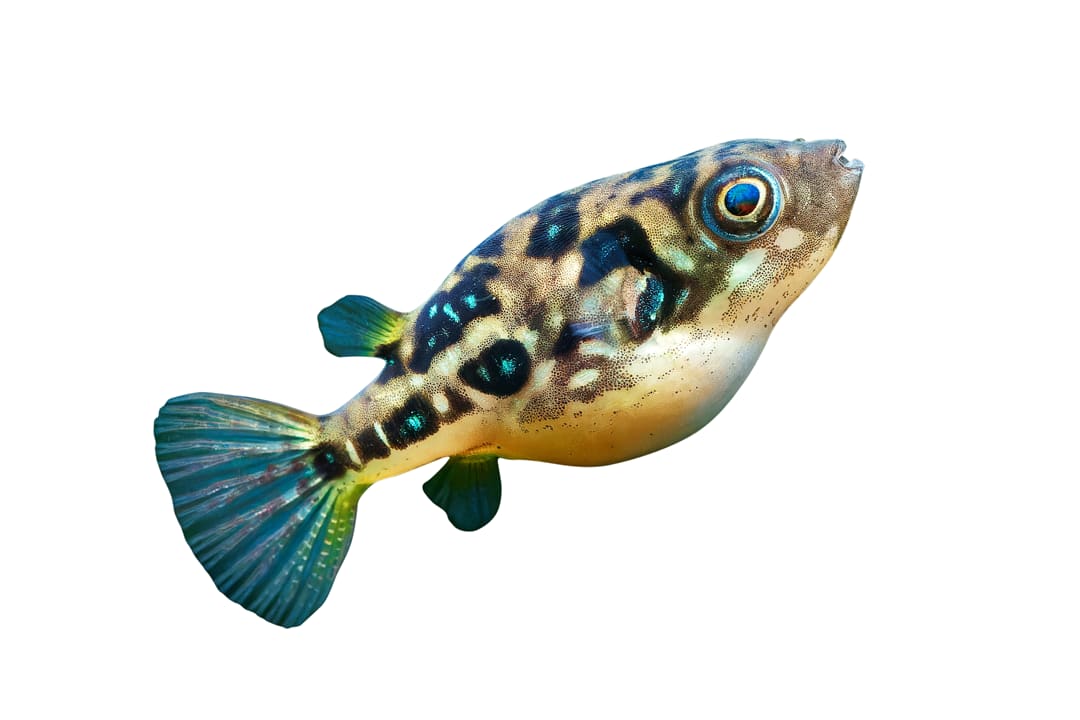 Indian Pea Pufferfish