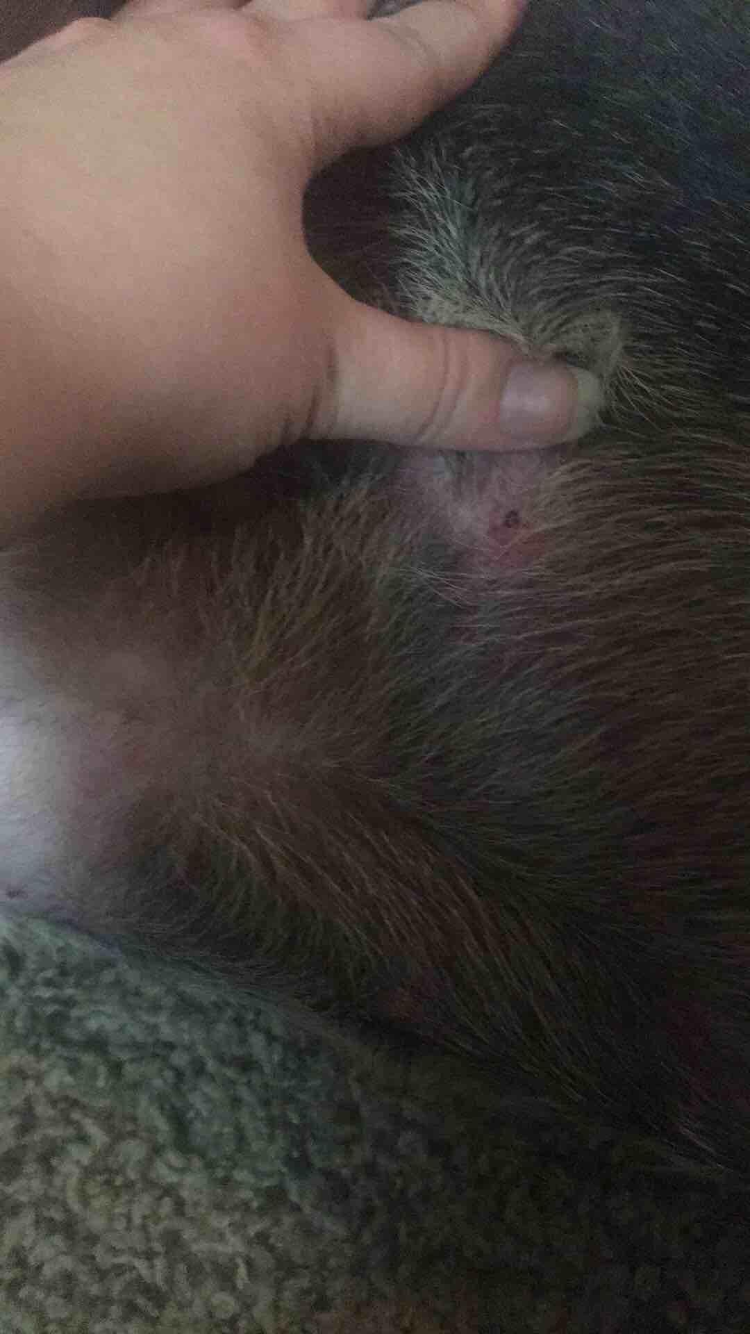 Benadryl For Itchy Legs In Dogs Reference: Dog S Itchy Rash On Stomach Legs Armpits Benadryl Failed