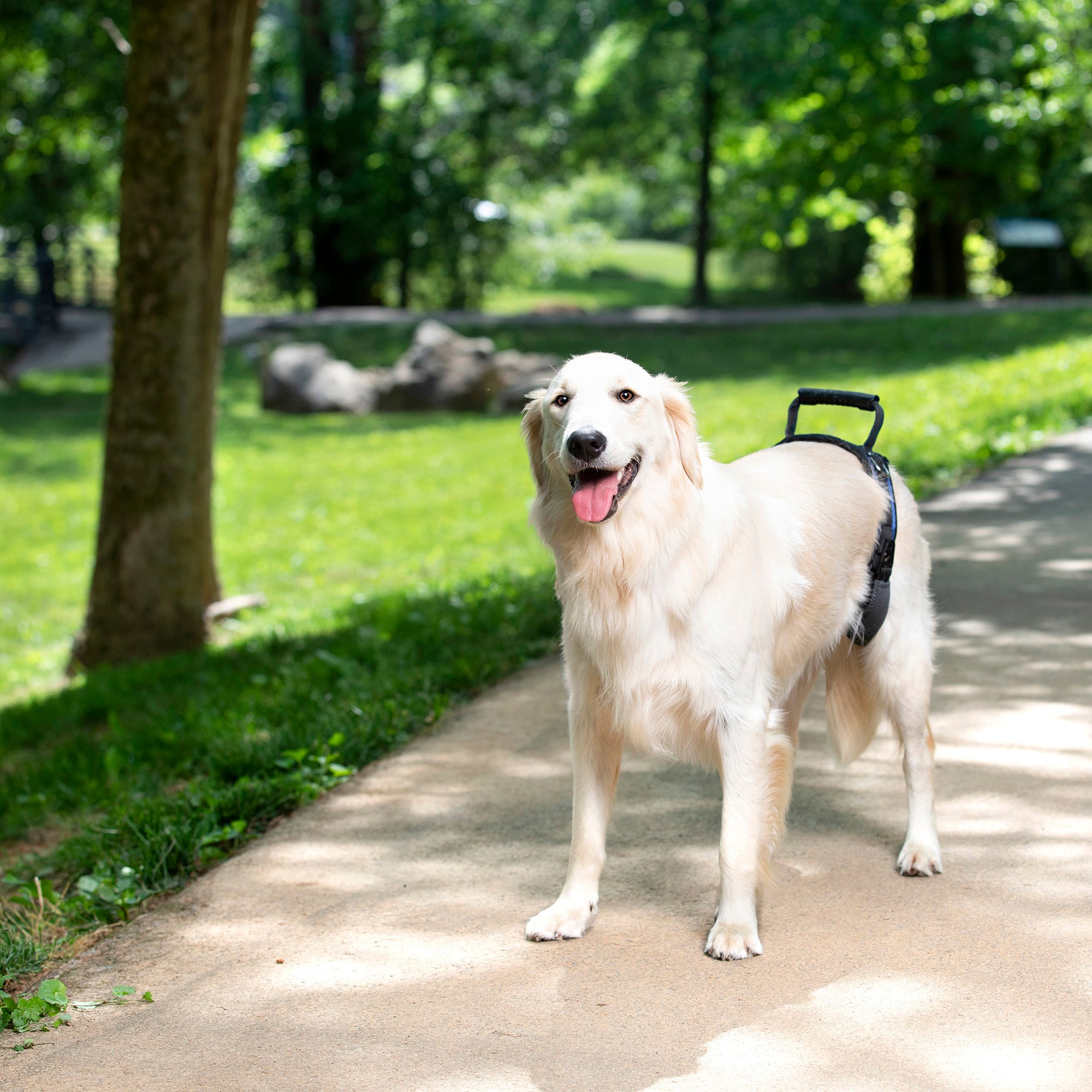 Dog lift hotsell harness petco