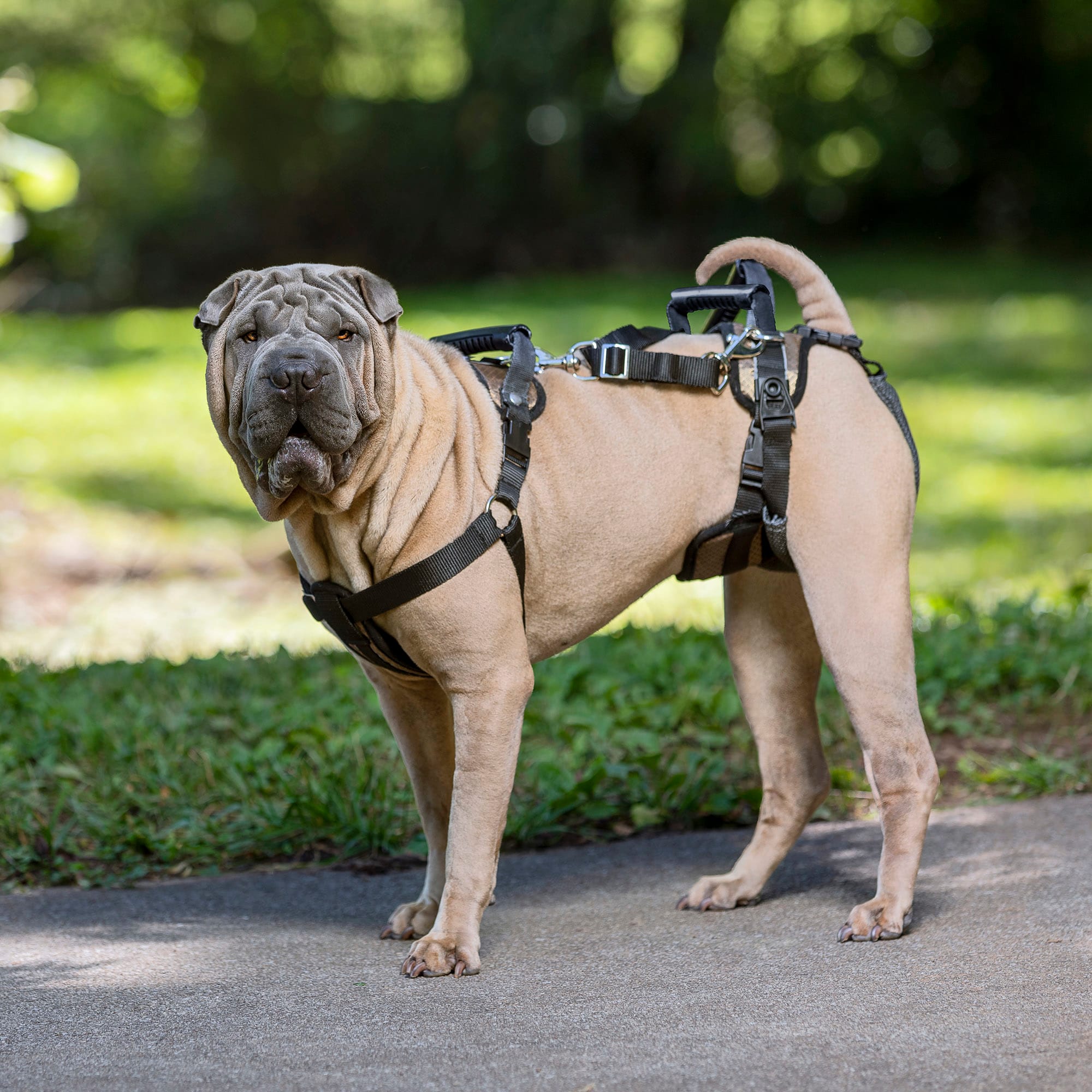 Dog lift shop harness petco