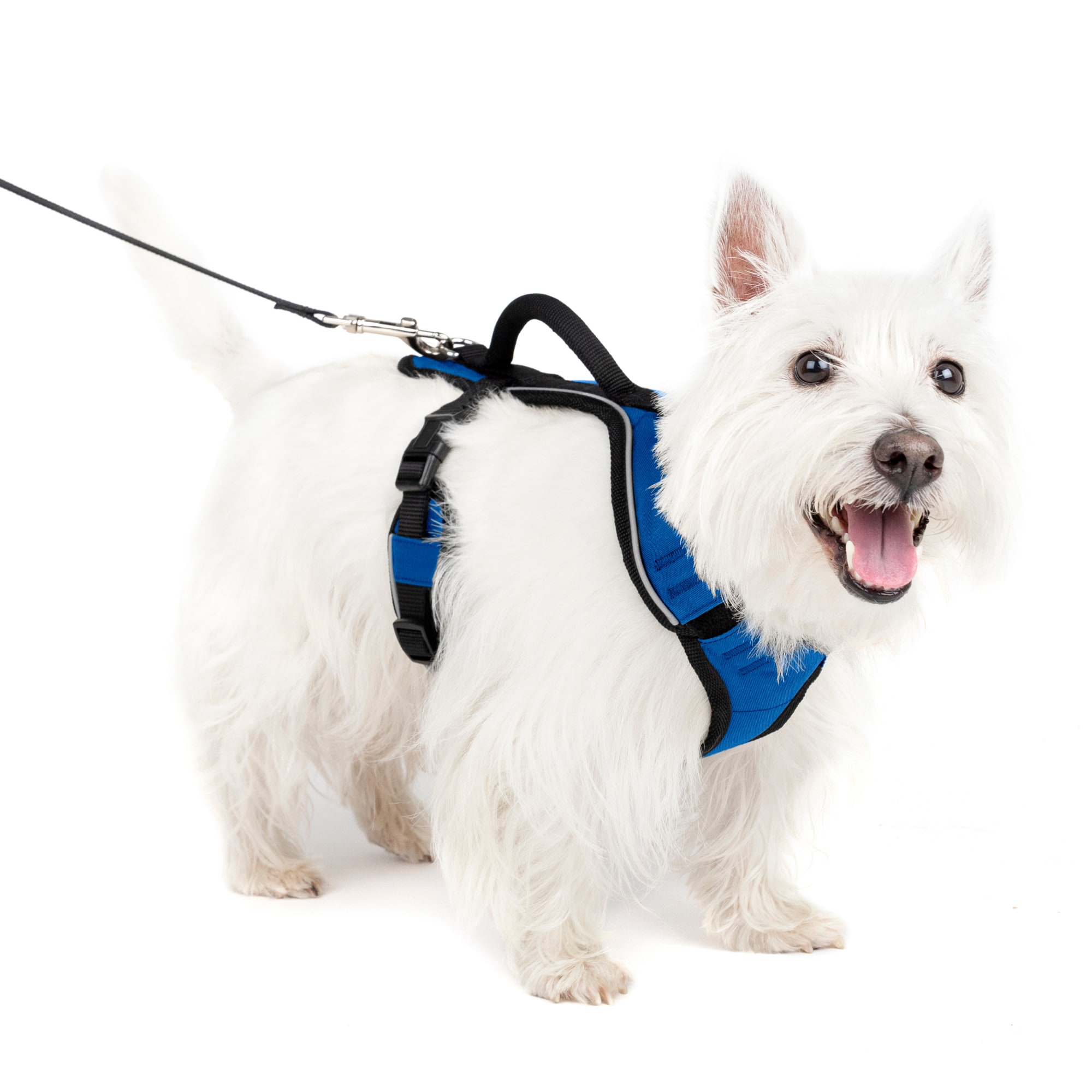 No pull dog outlet harness petco