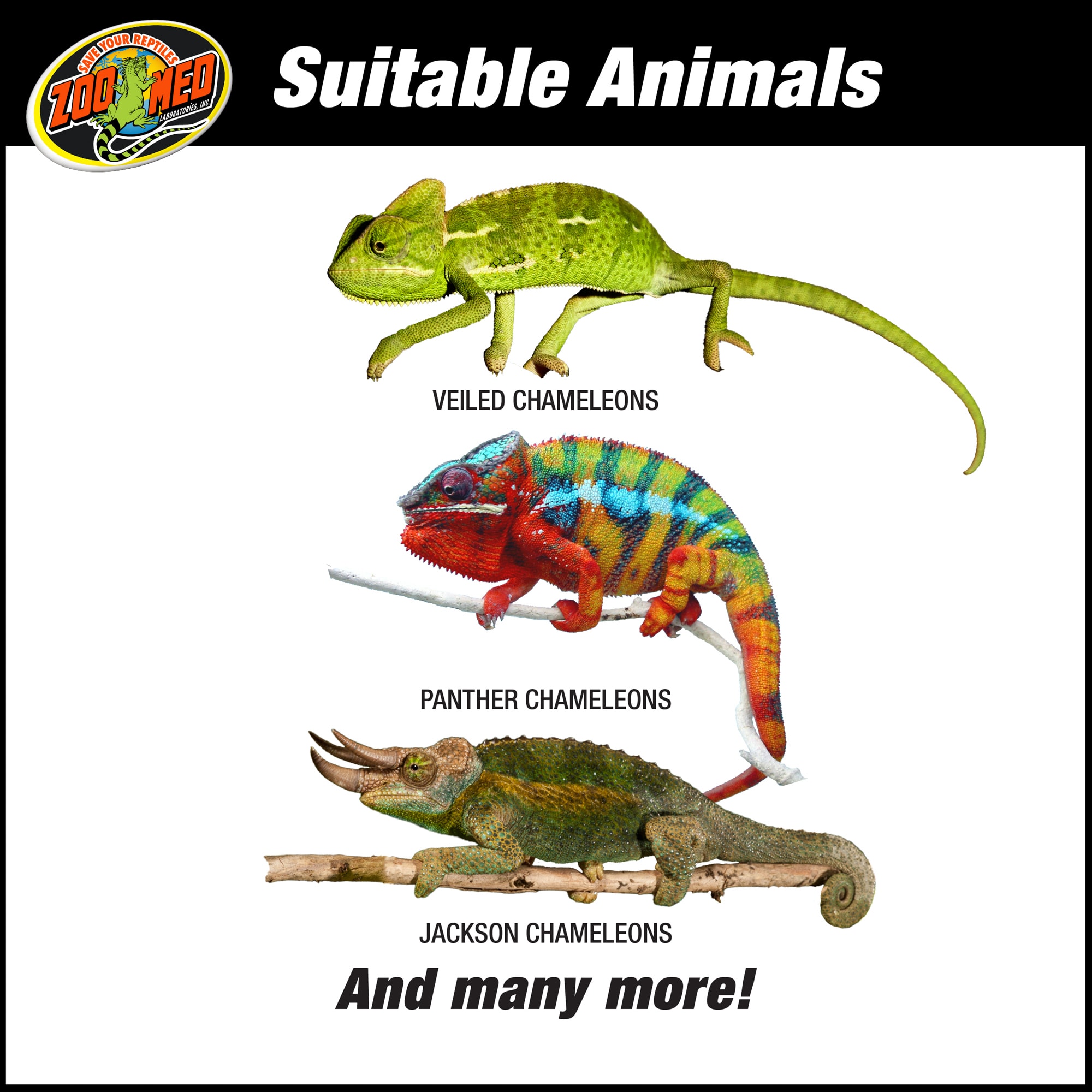 Zoo med hotsell chameleon starter kit