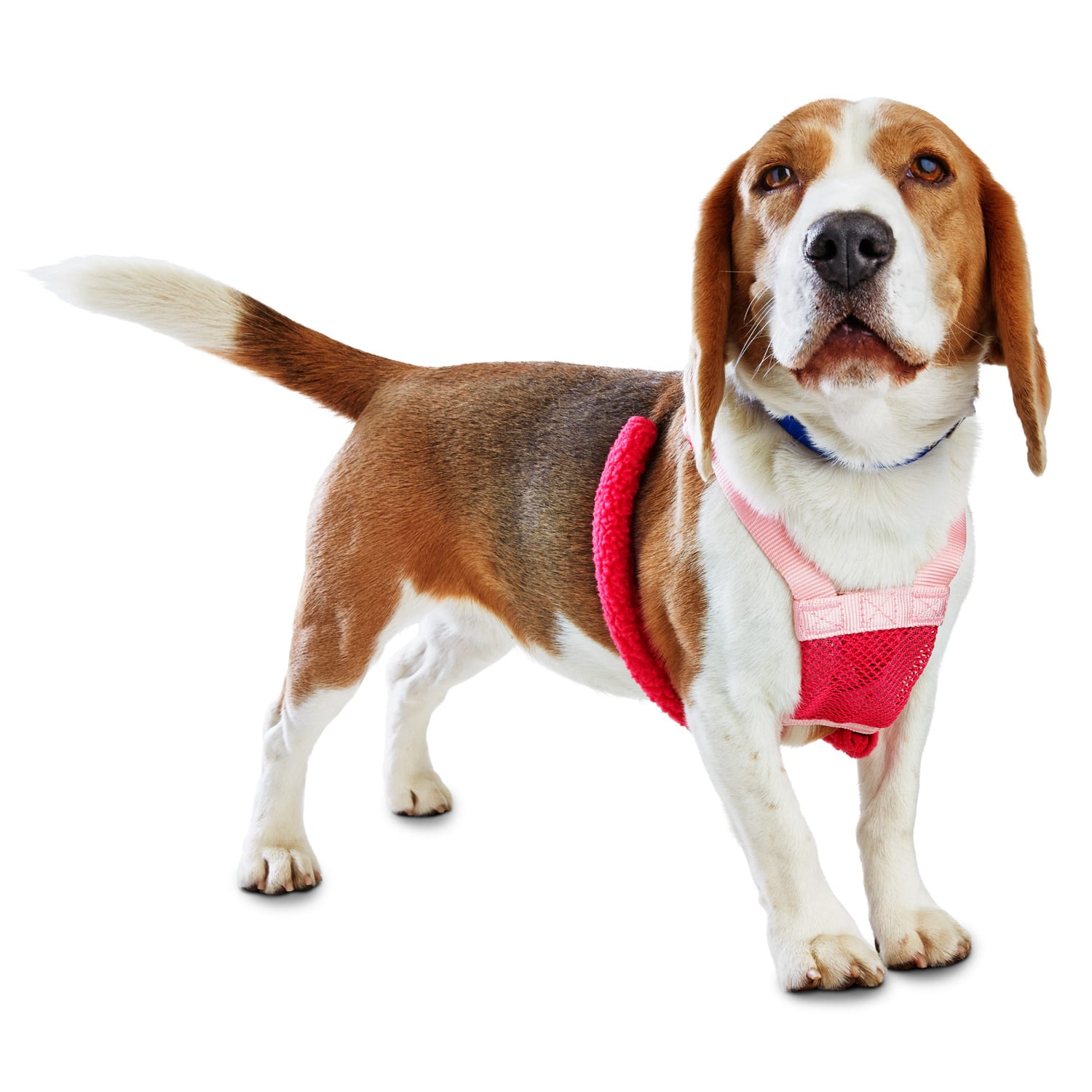 Dog lift hot sale harness petco