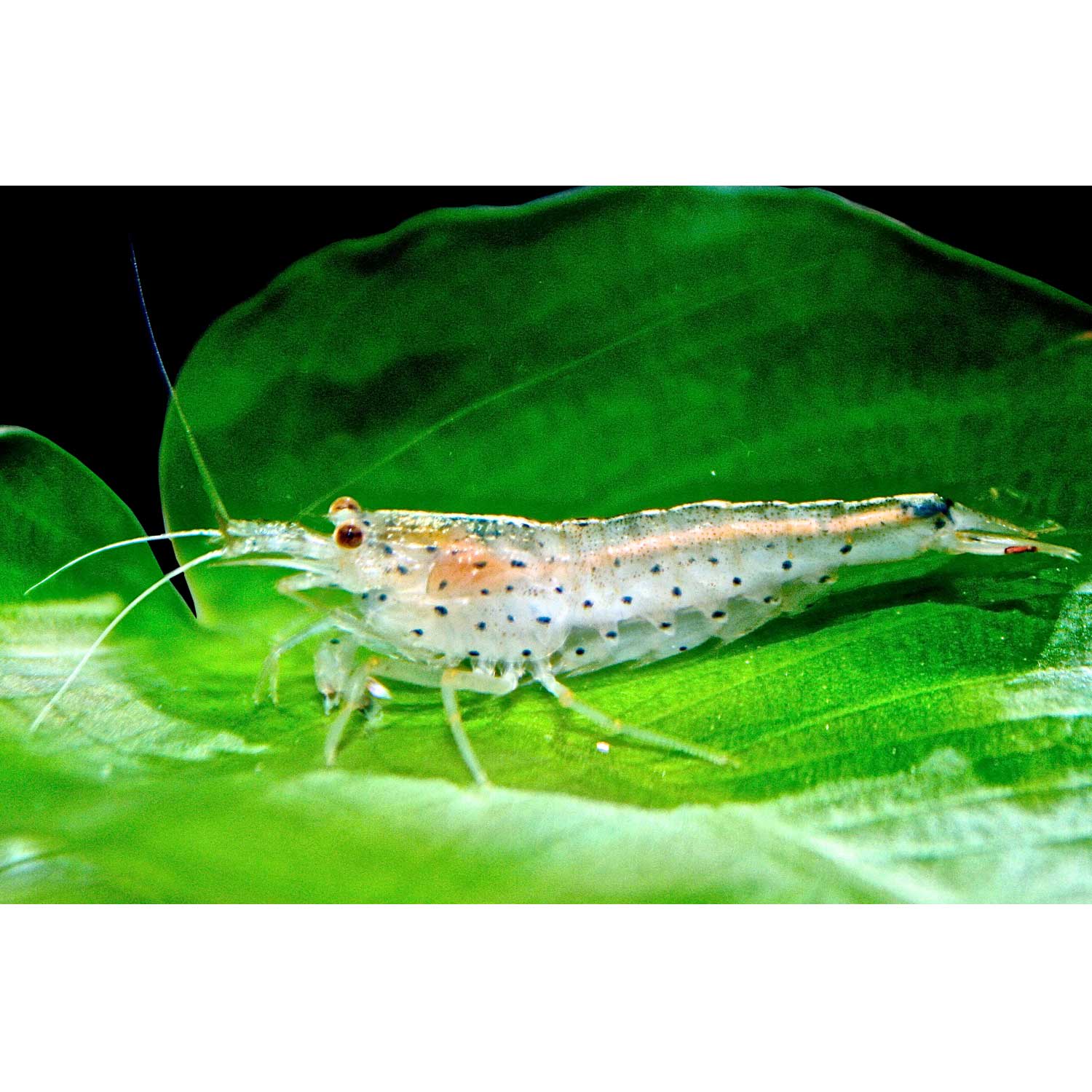 Amano Shrimp for Sale: Order Amano Shrimp Online | Petco