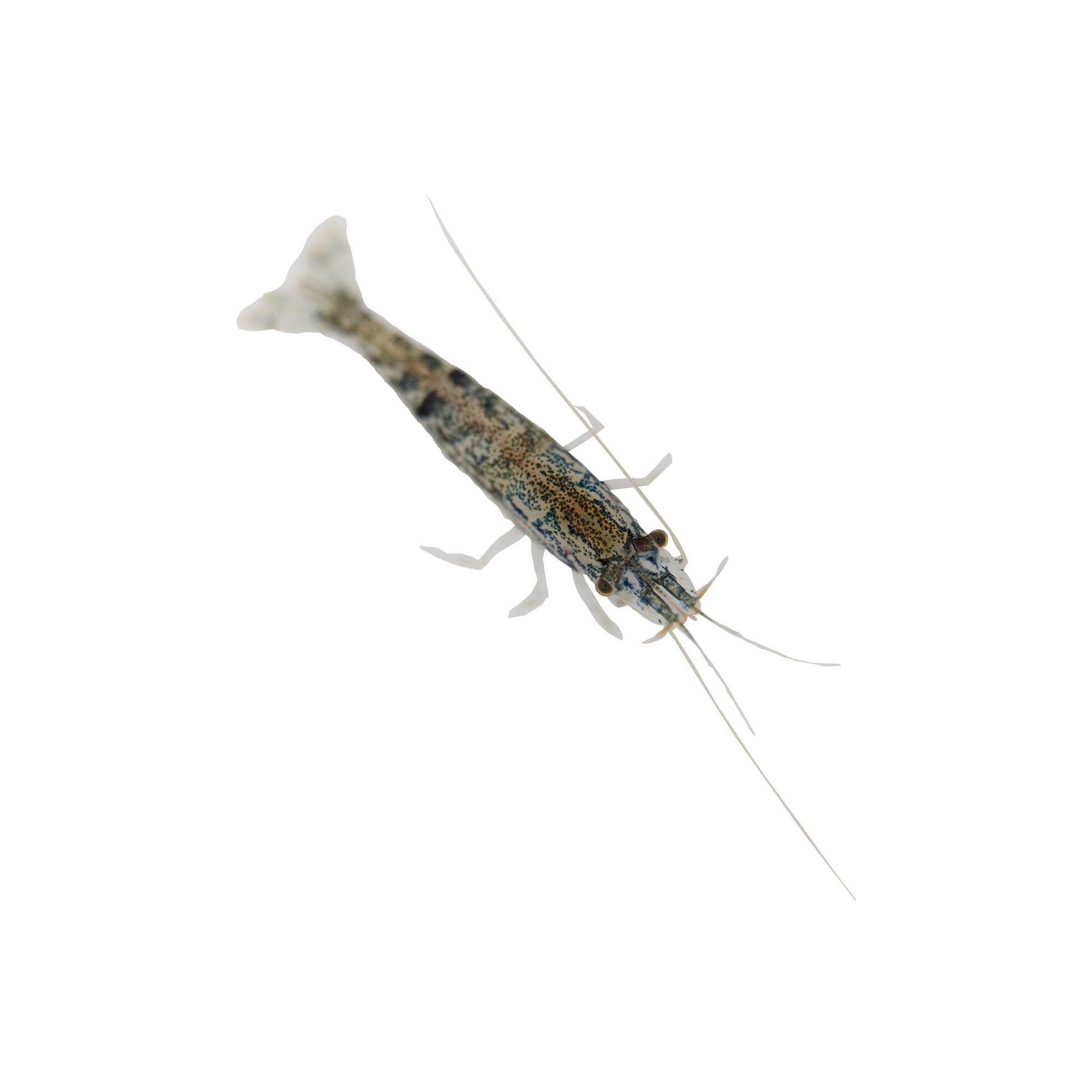 Petco on sale freshwater shrimp