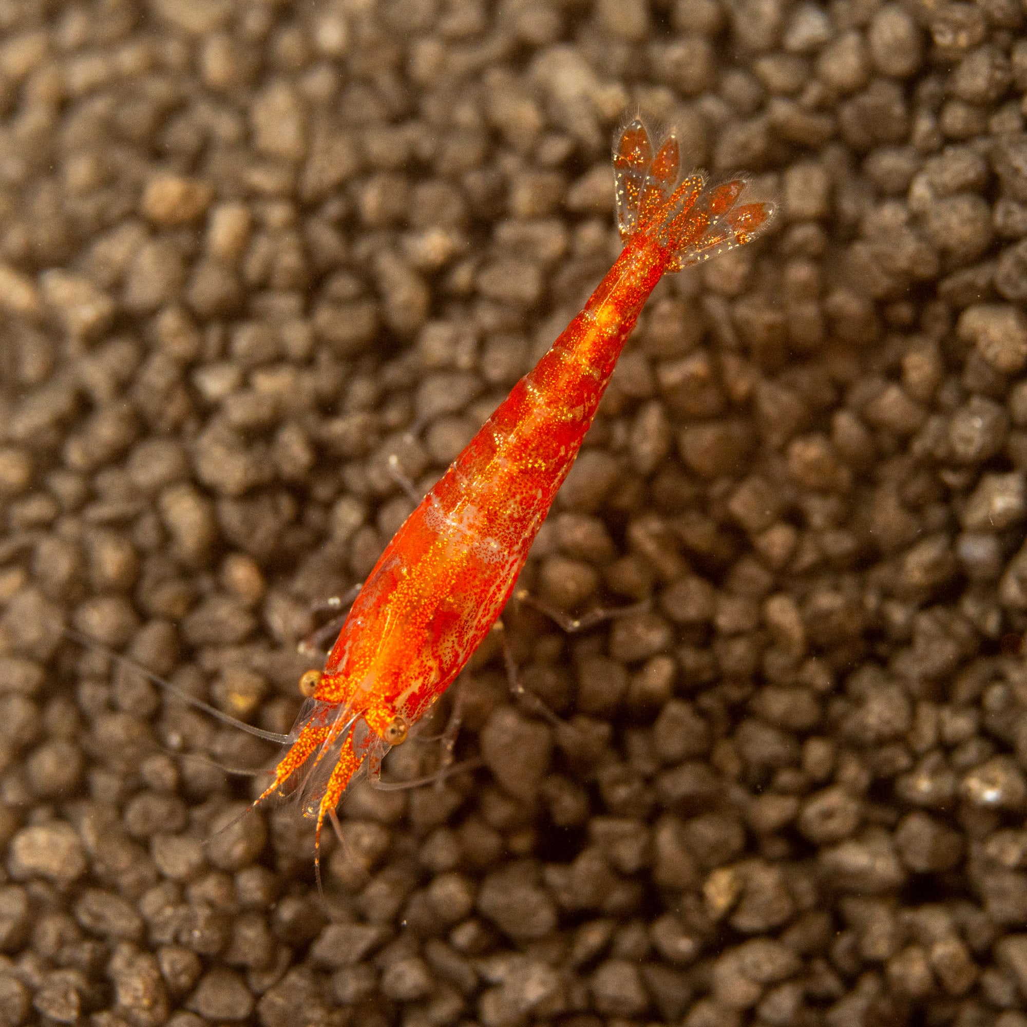 Cherry Shrimp For Sale 0 5 1 S Order Online Petco