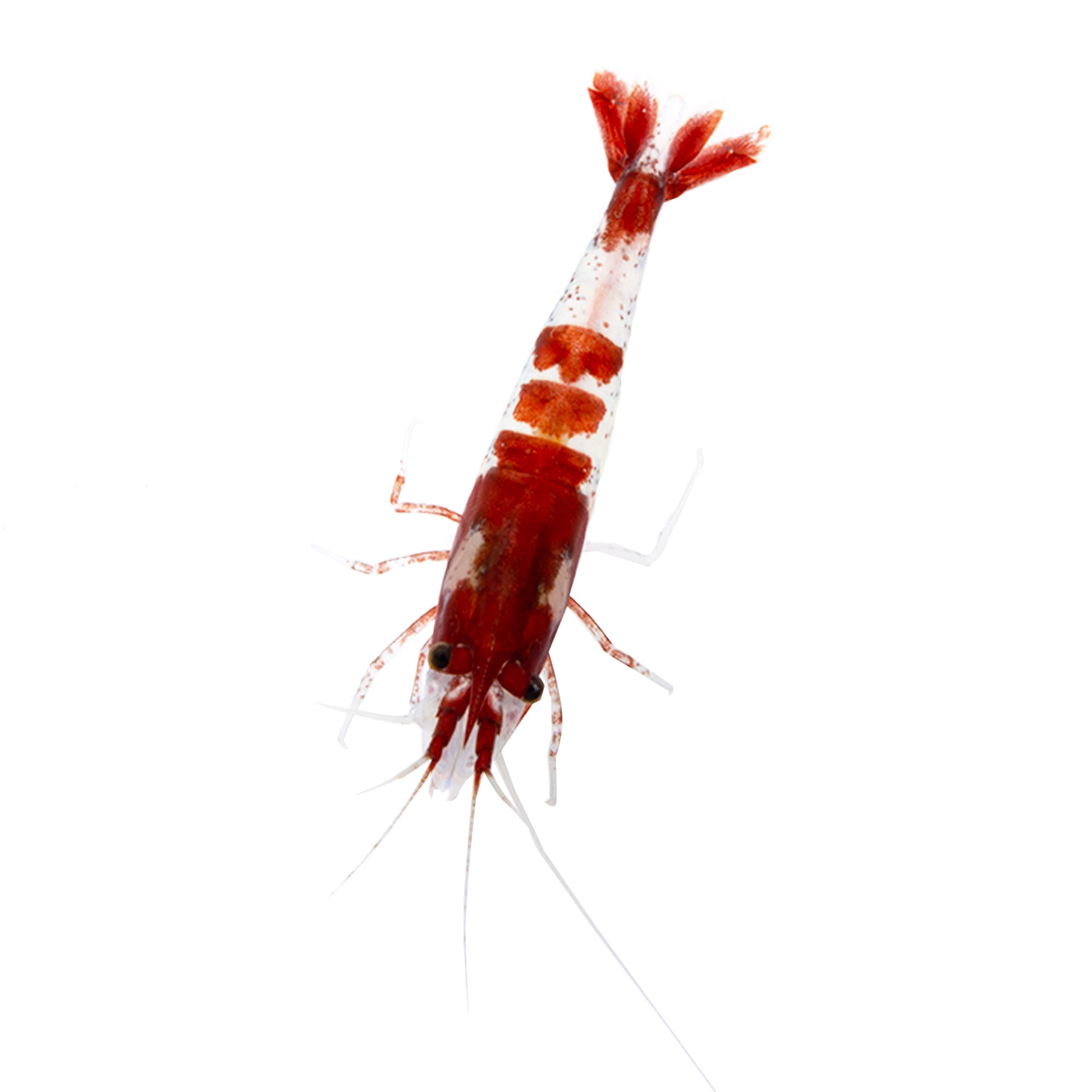 Cherry Shrimp For Sale 0 5 1 S Order Online Petco