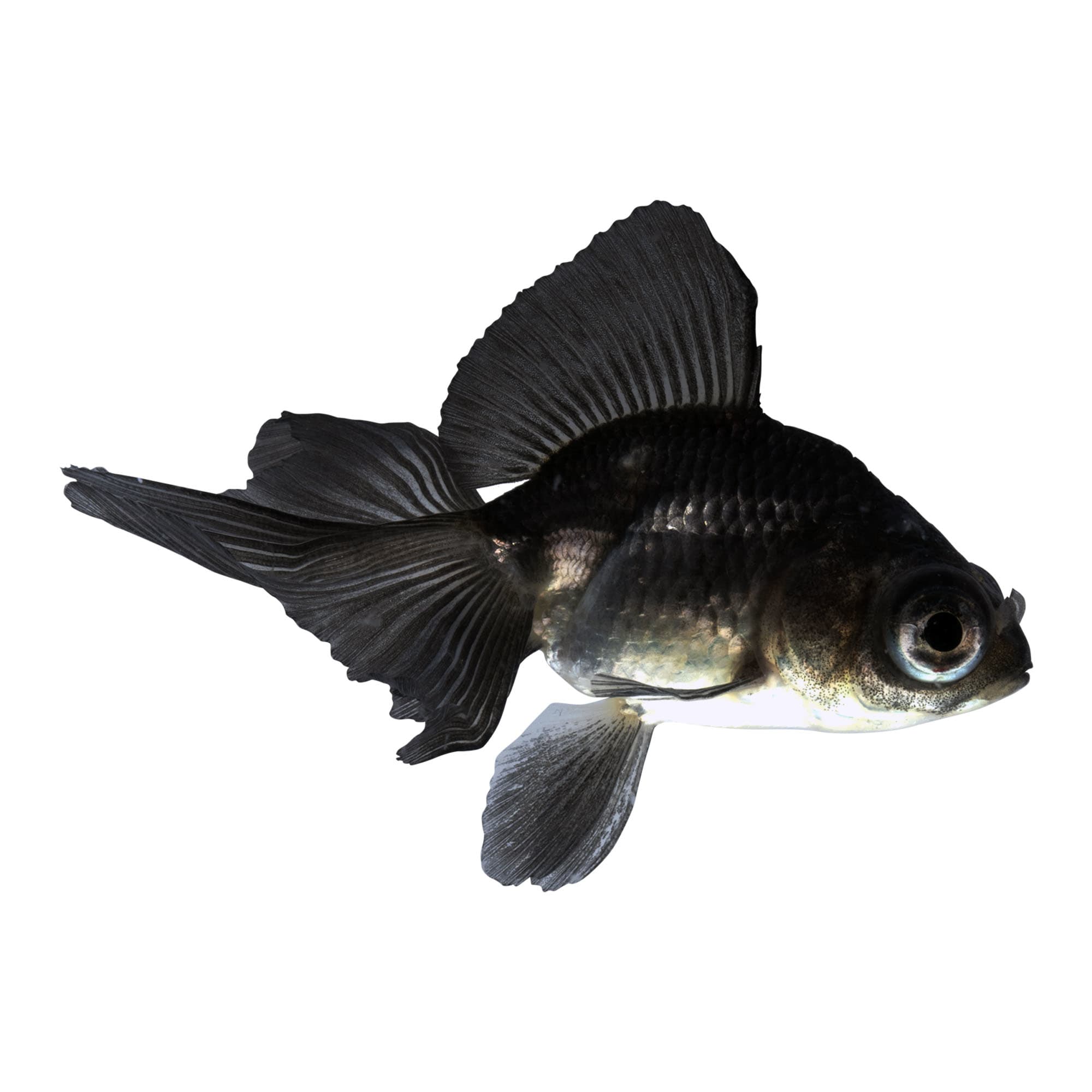 Black Butterfly Goldfish Carassius Auratus Petco