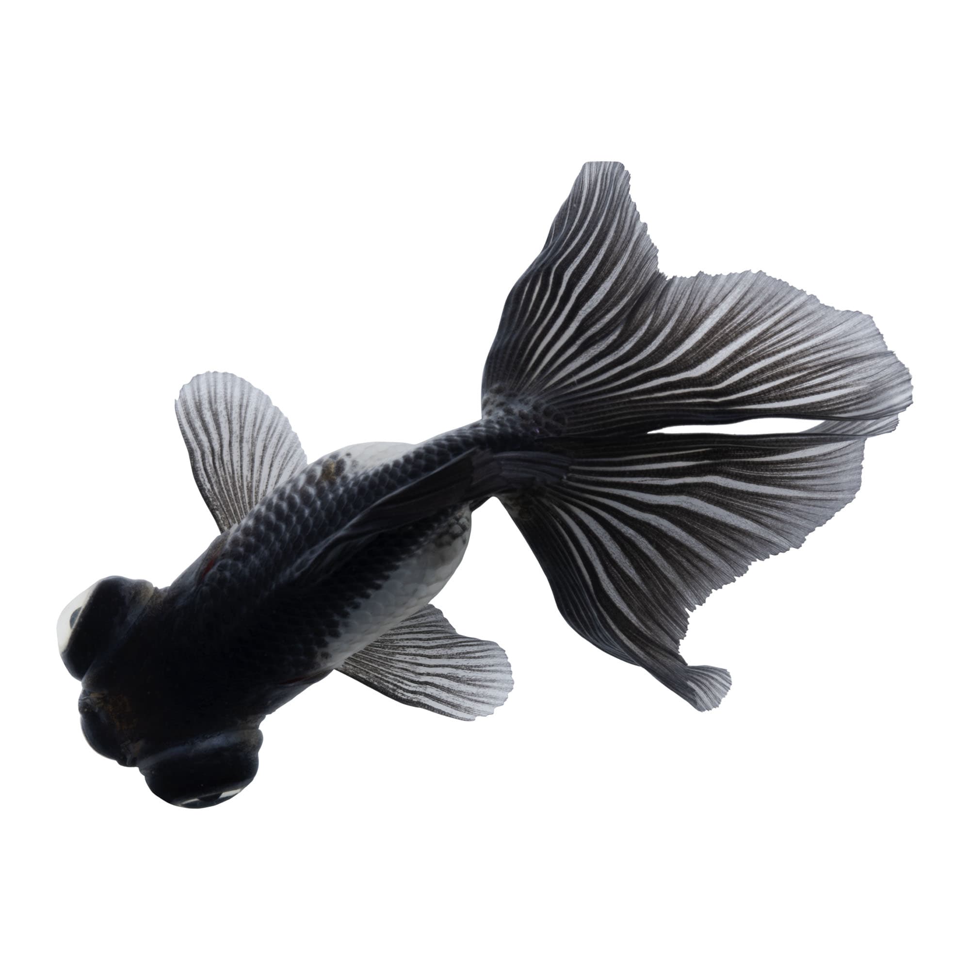 Petco Black Butterfly Goldfish Elegant Unique