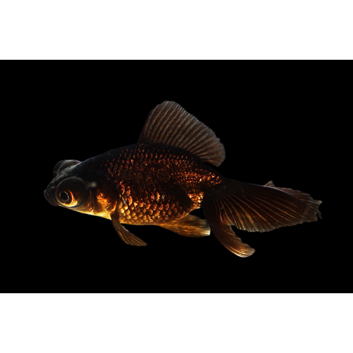 Black Butterfly Goldfish 2 5 3 5 Length Carassius Auratus Petco