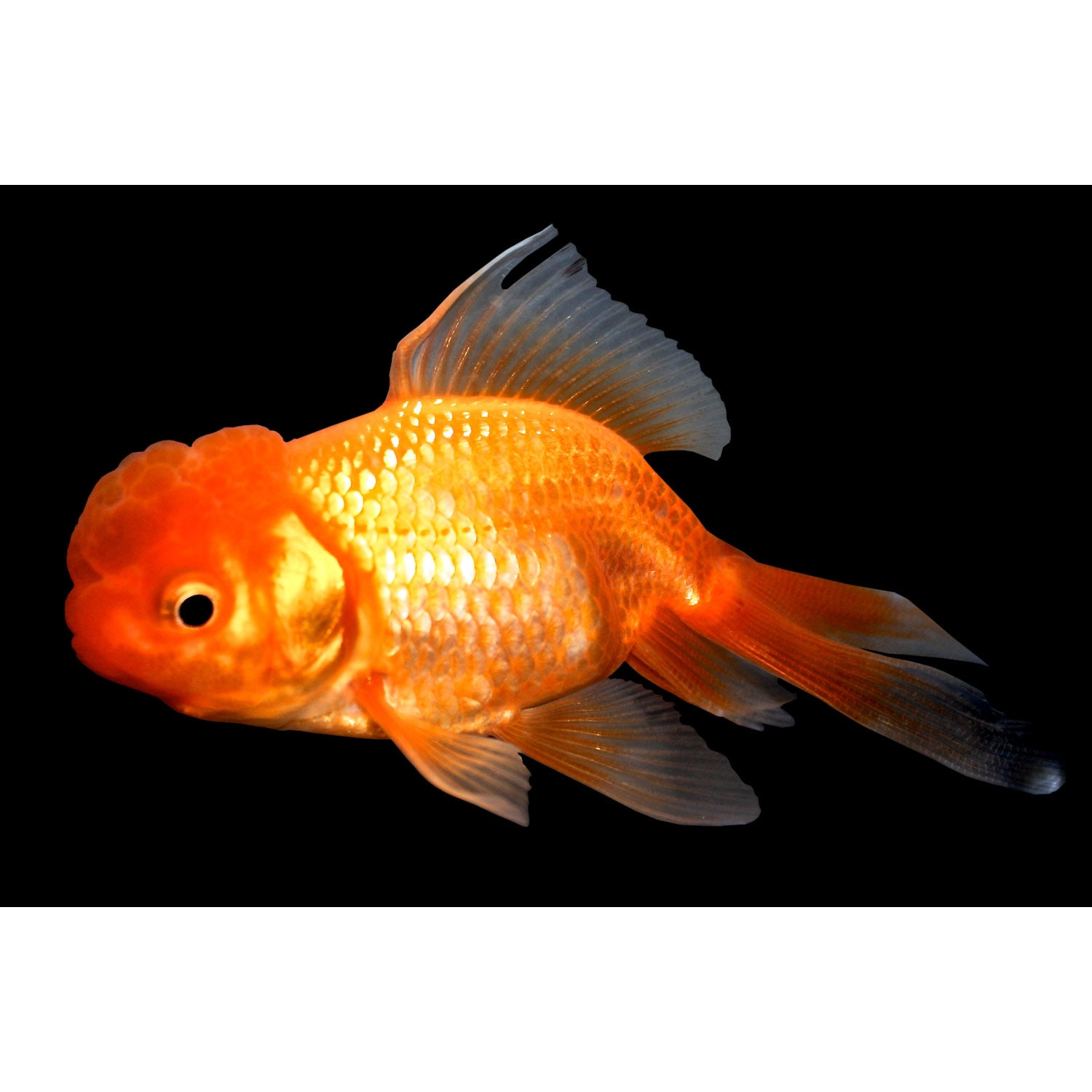 oranda goldfish aquarium