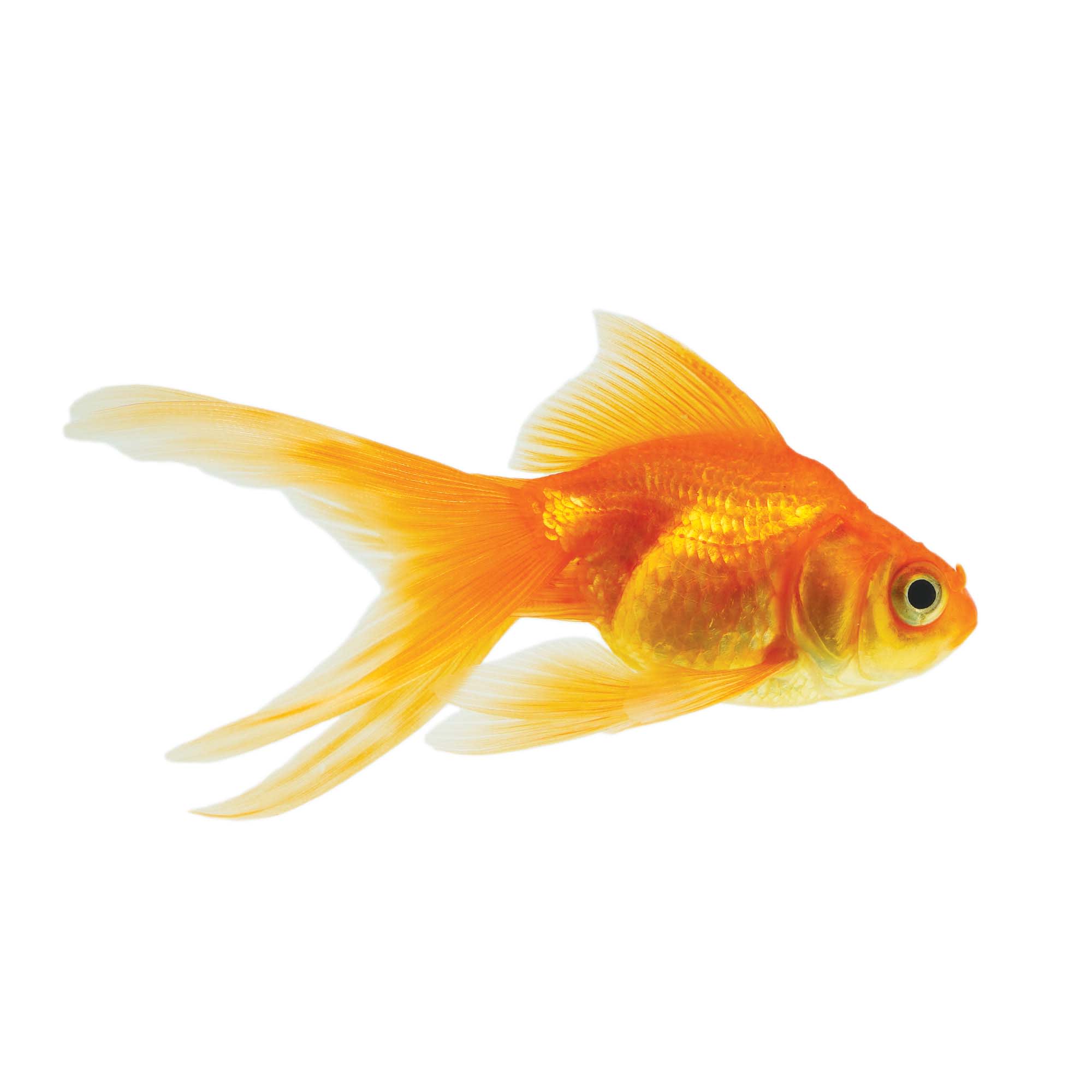 Red Ryukin Goldfish for Sale: Order Online