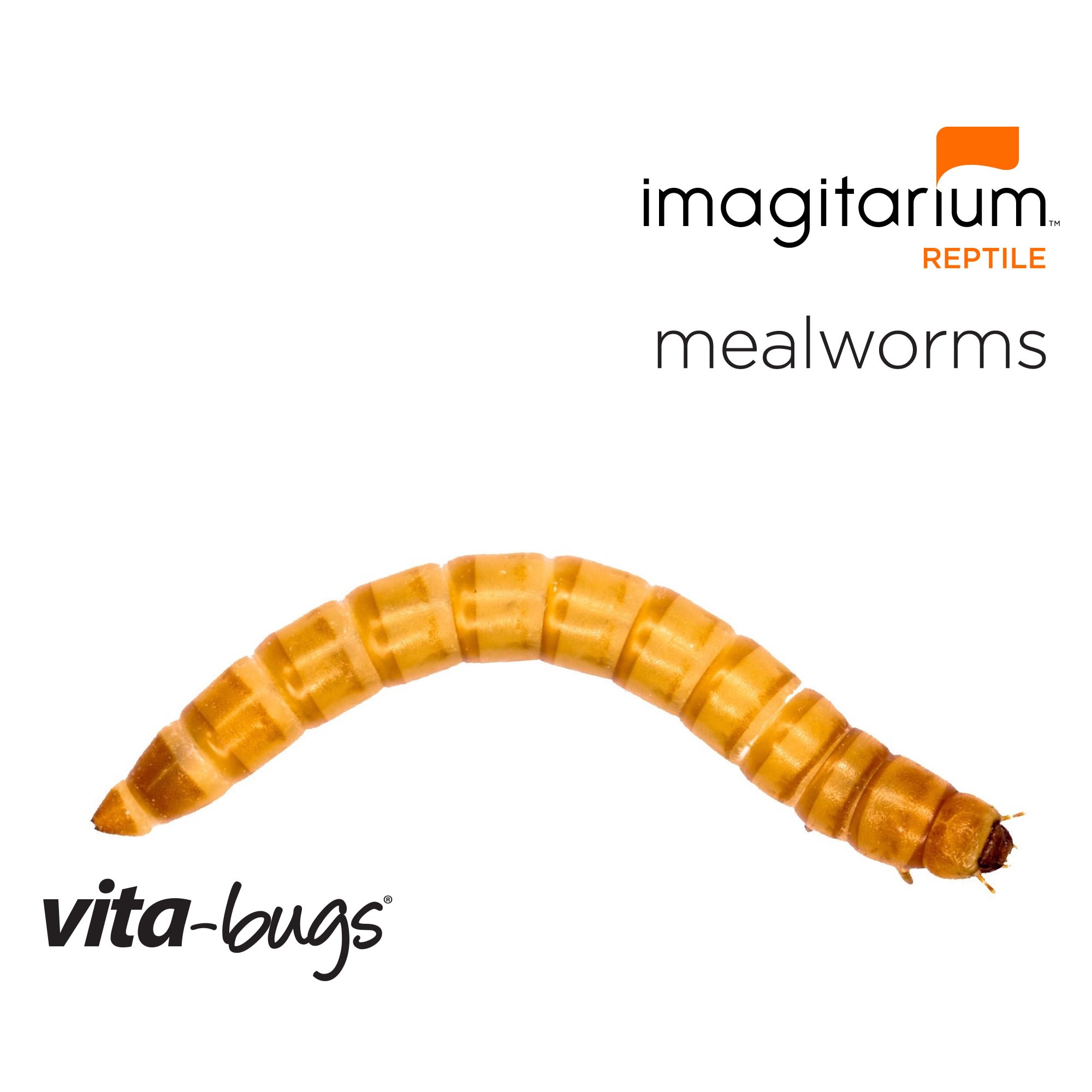 Vita-Bugs Mealworms - Mini, 1000 Count