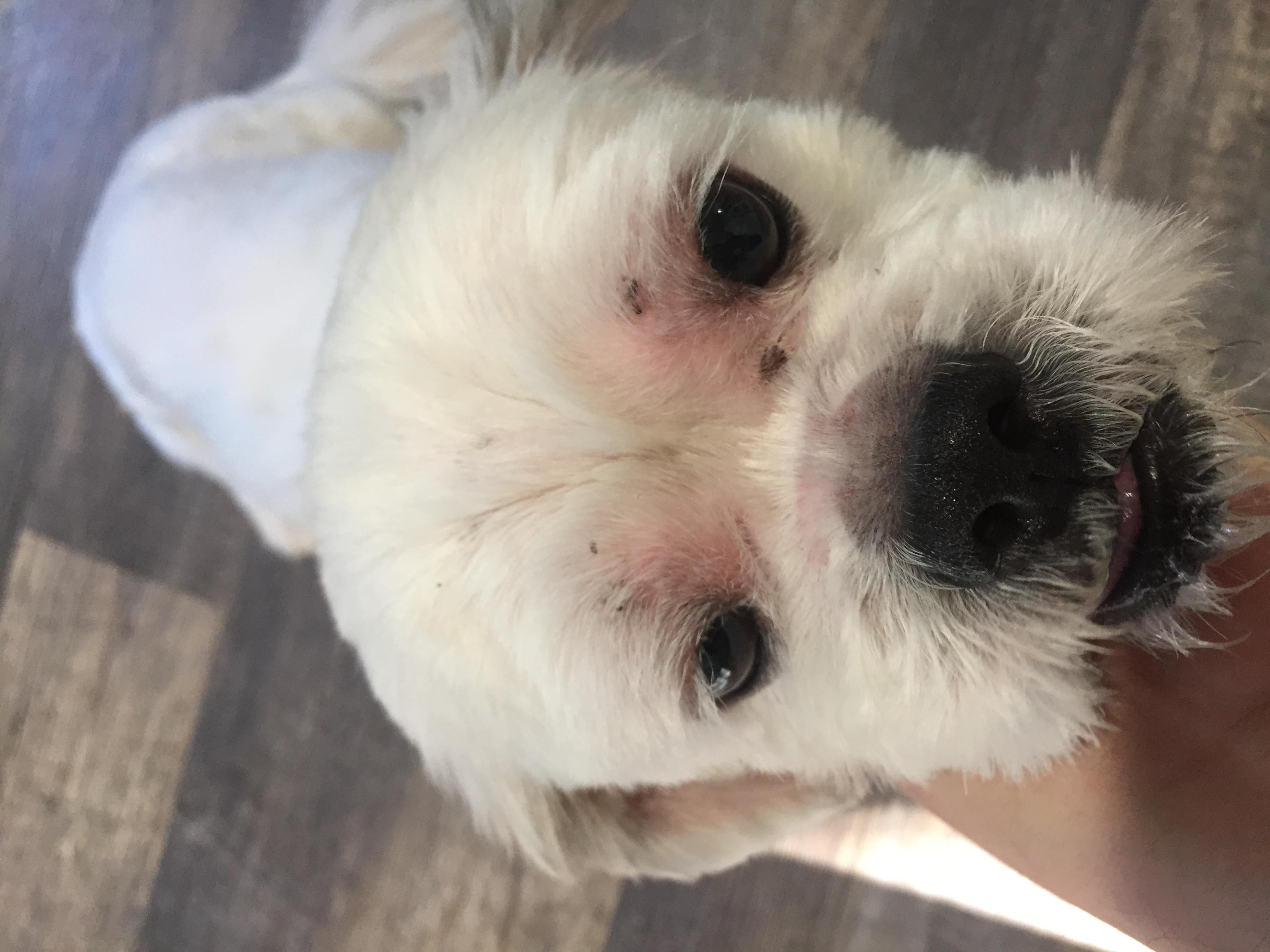 My Dog Has Itchy Skin & Black Ear Spot: Benadryl or Vet? | Petco - Benadryl For Dogs With Skin Conditions And Itchy Skin