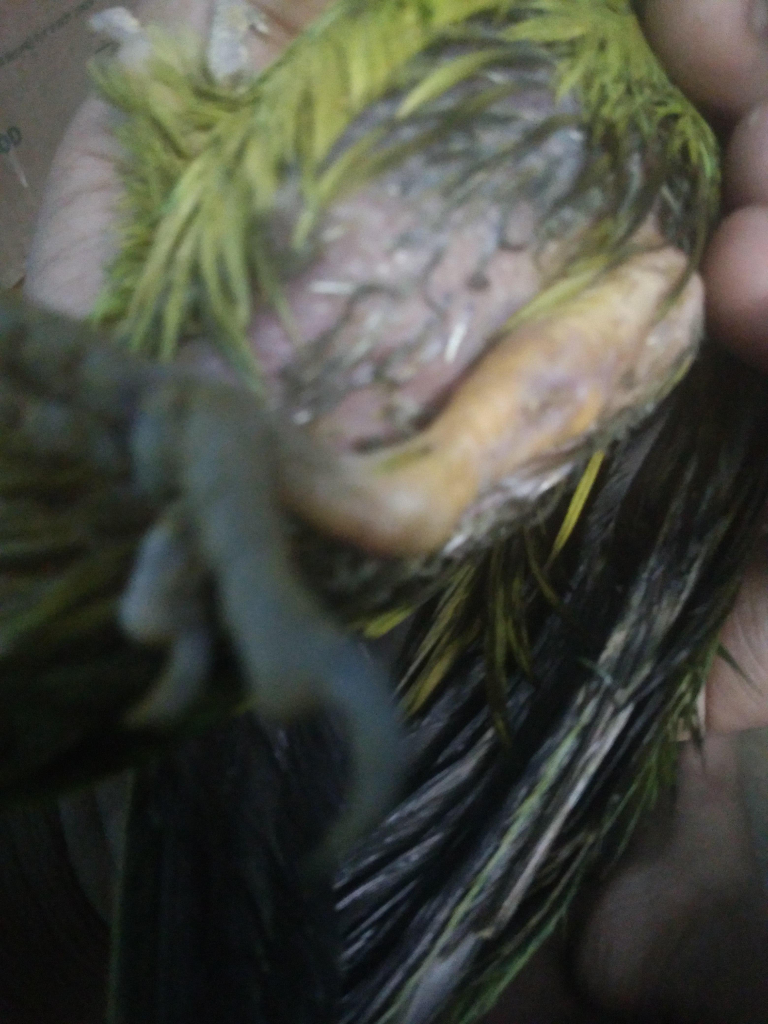 What helps a parrot regain leg sensation after a healed fracture? | Petco