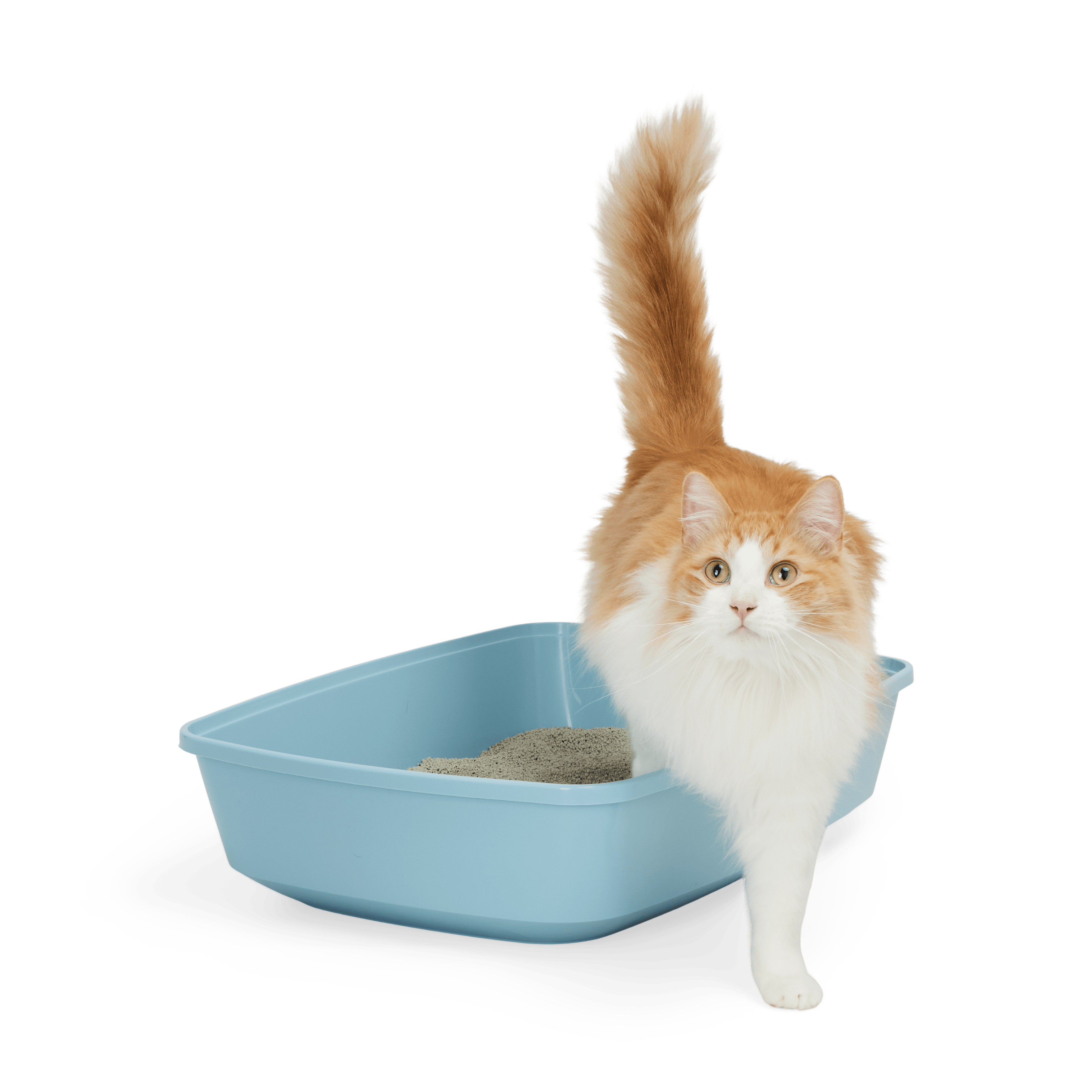 So Phresh Blue Odor Control Litter Box, 21.75" L X 16.75" W X 6.5" H