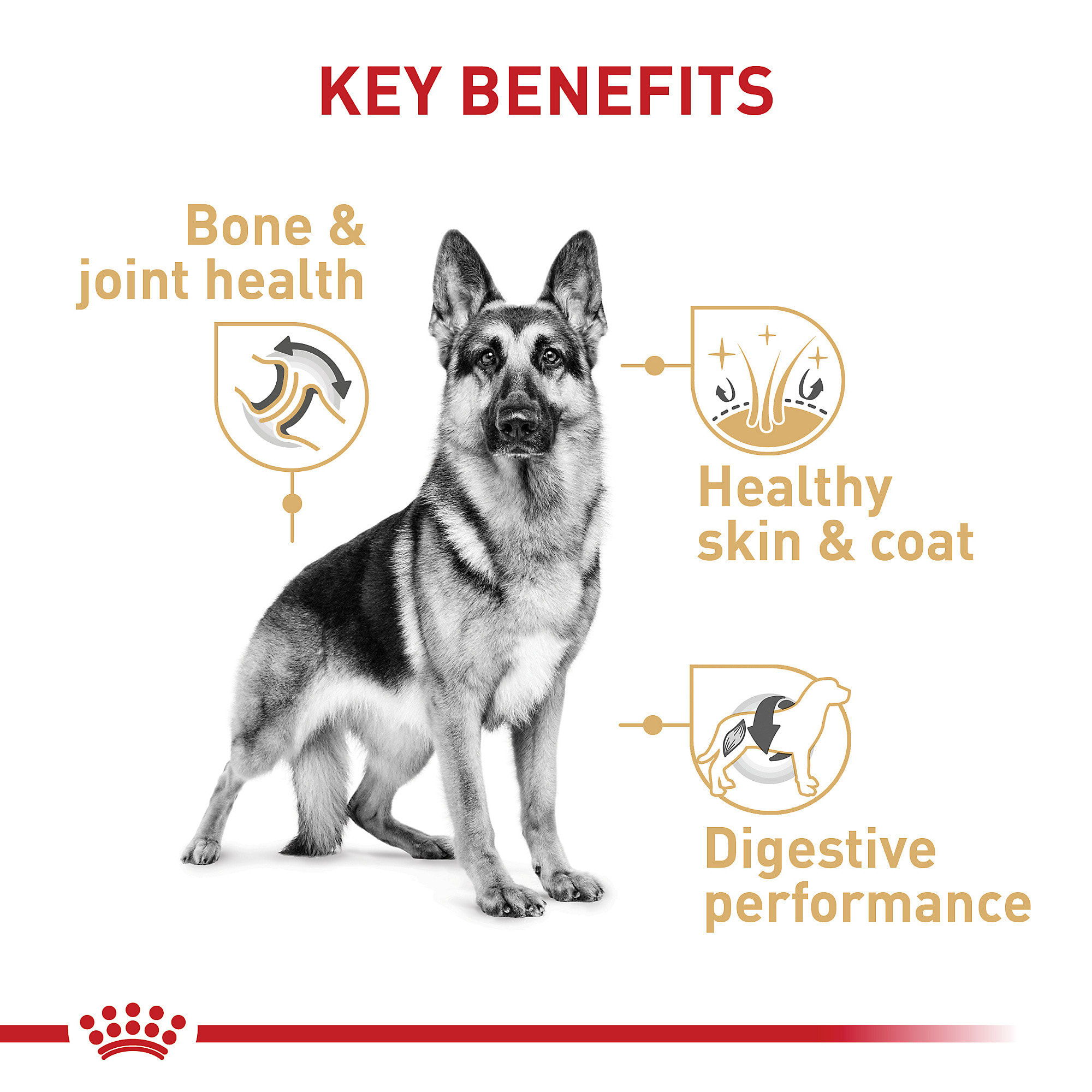 German shepherd 2024 food royal canin