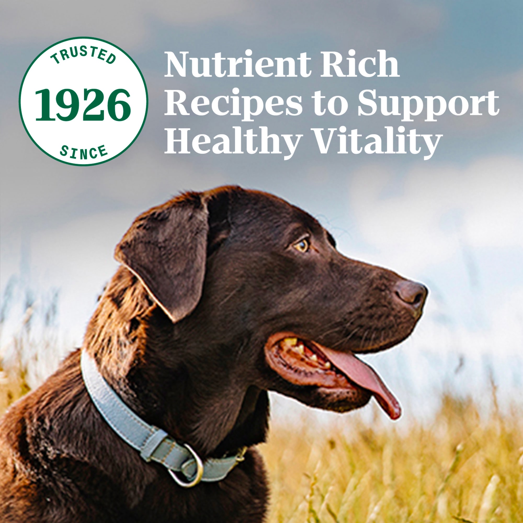 Nutro Natural Non GMO Dog Food Chicken Brown Rice Sweet Potato 30 lb bag