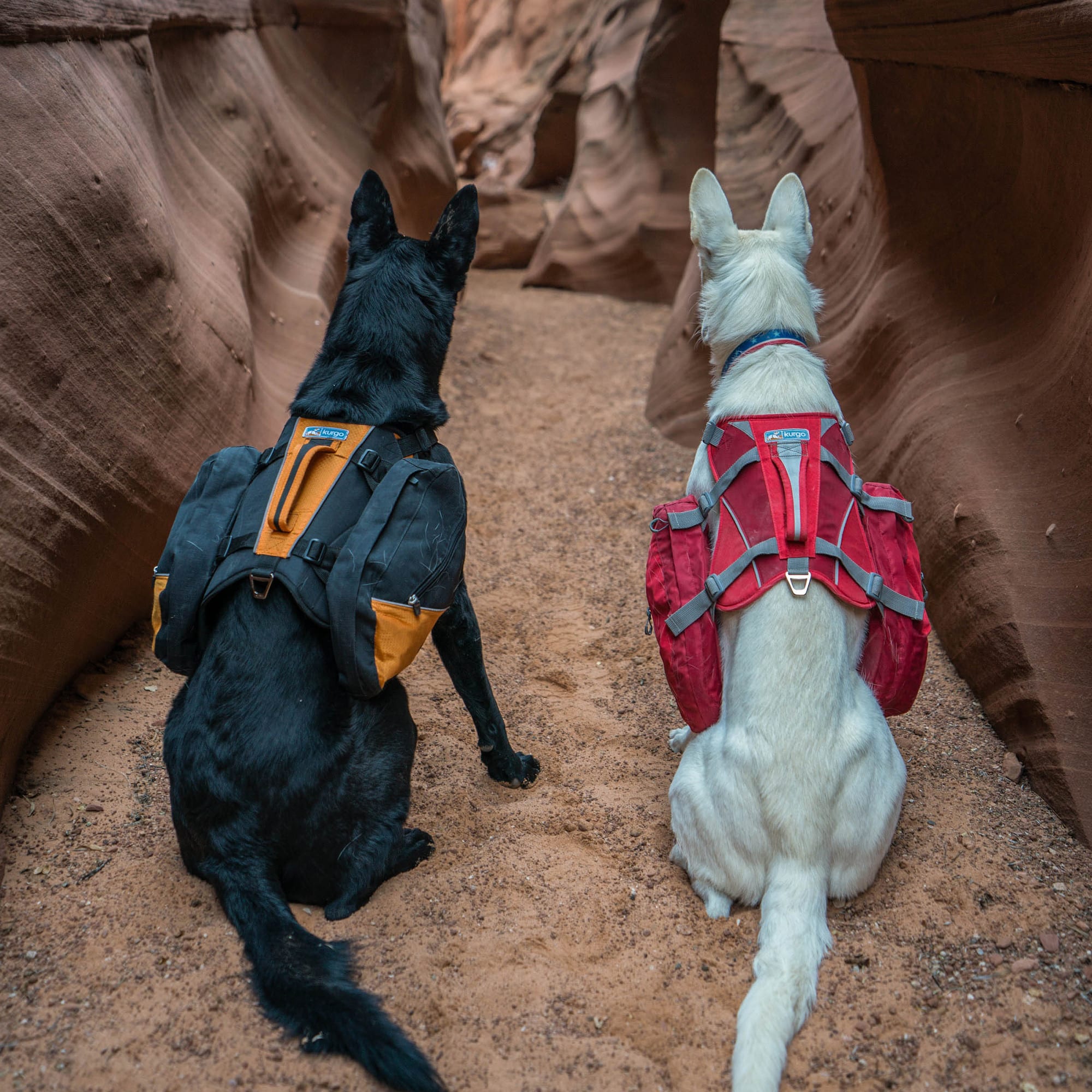 patagonia dog backpack Saranac Weather and water resistant interior coating. 45 miles in 4 days