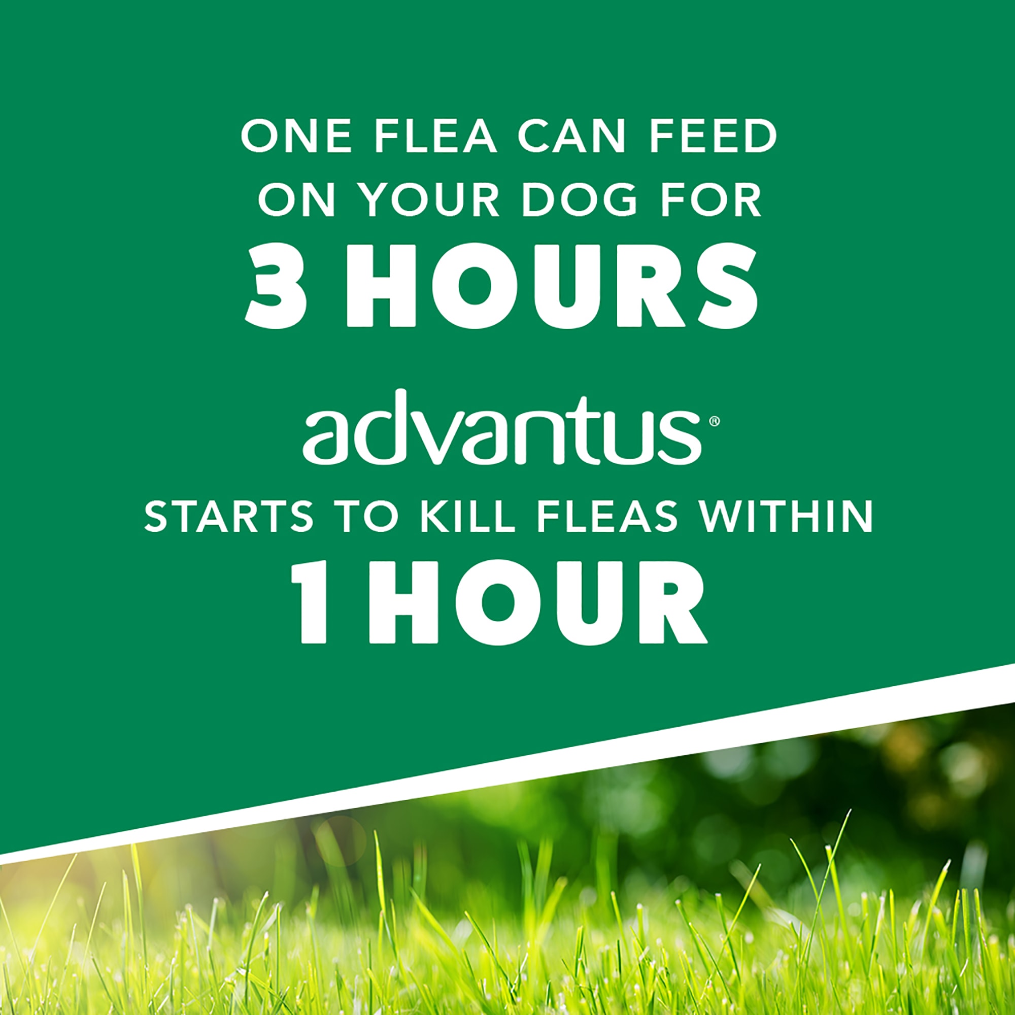 Advantus flea outlet chews